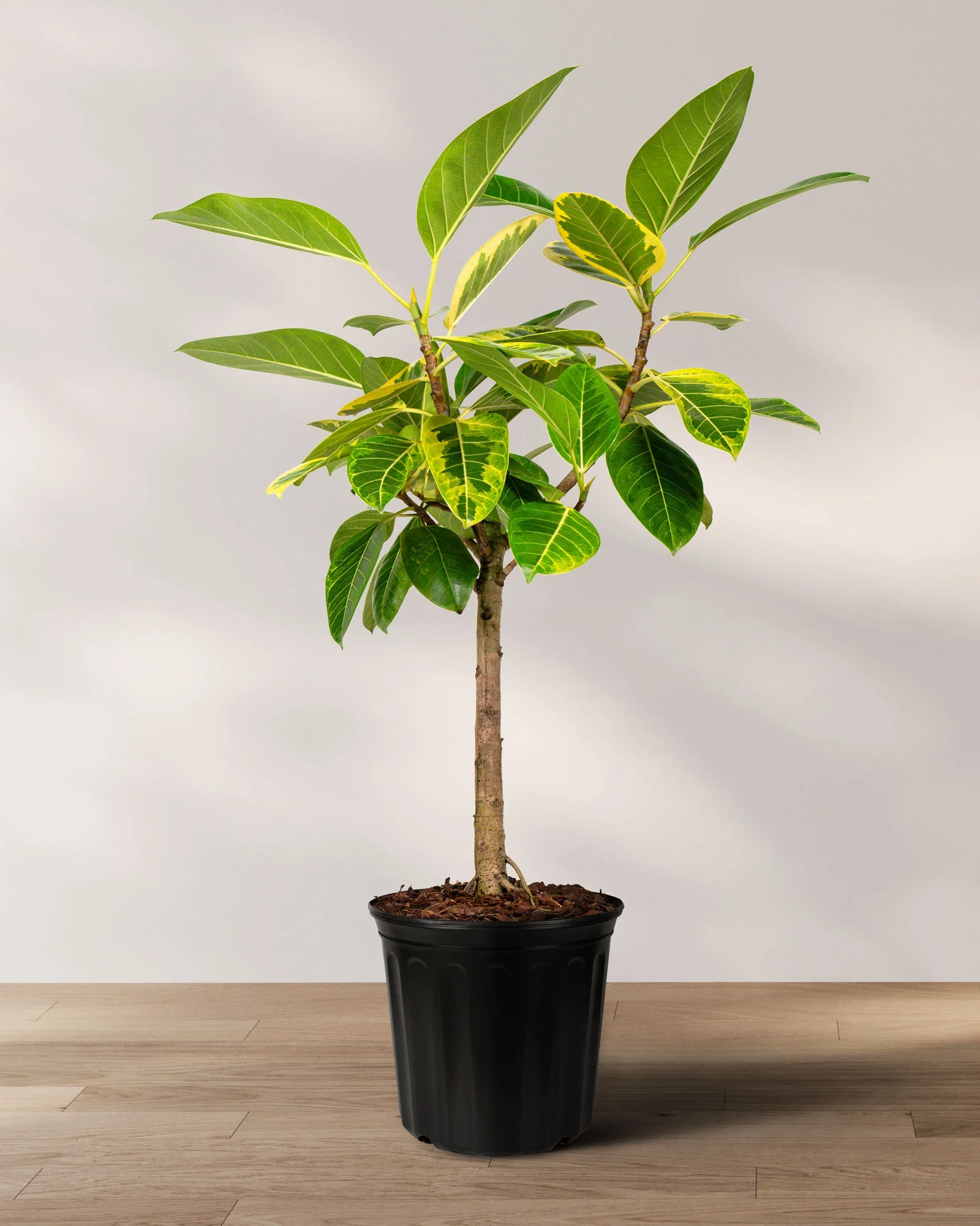 02_FICUS_ALTISSIMA_YELLOW_GEM_SINGLE_STEM_TREE_FORM_01.webp