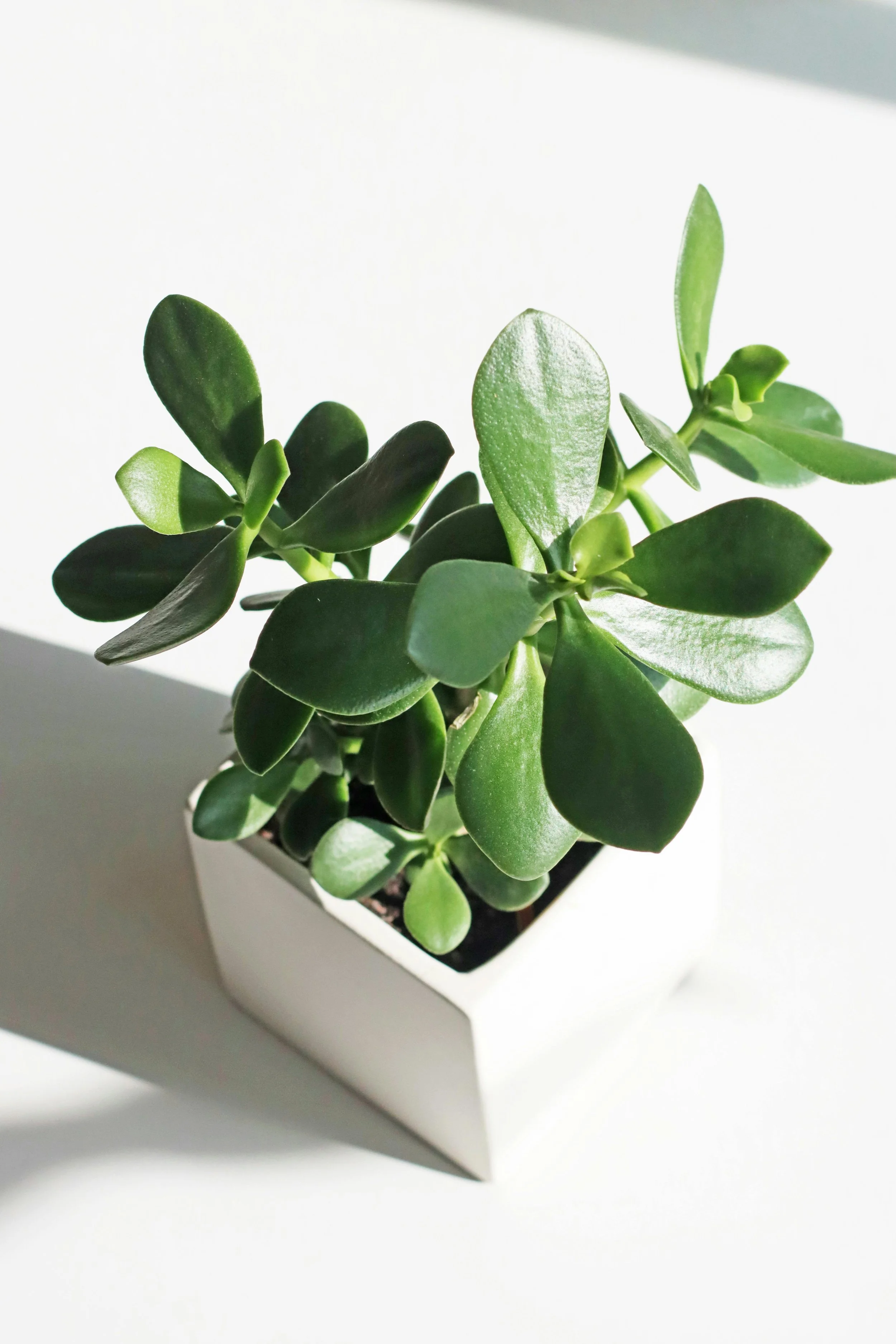 JADE PLANT