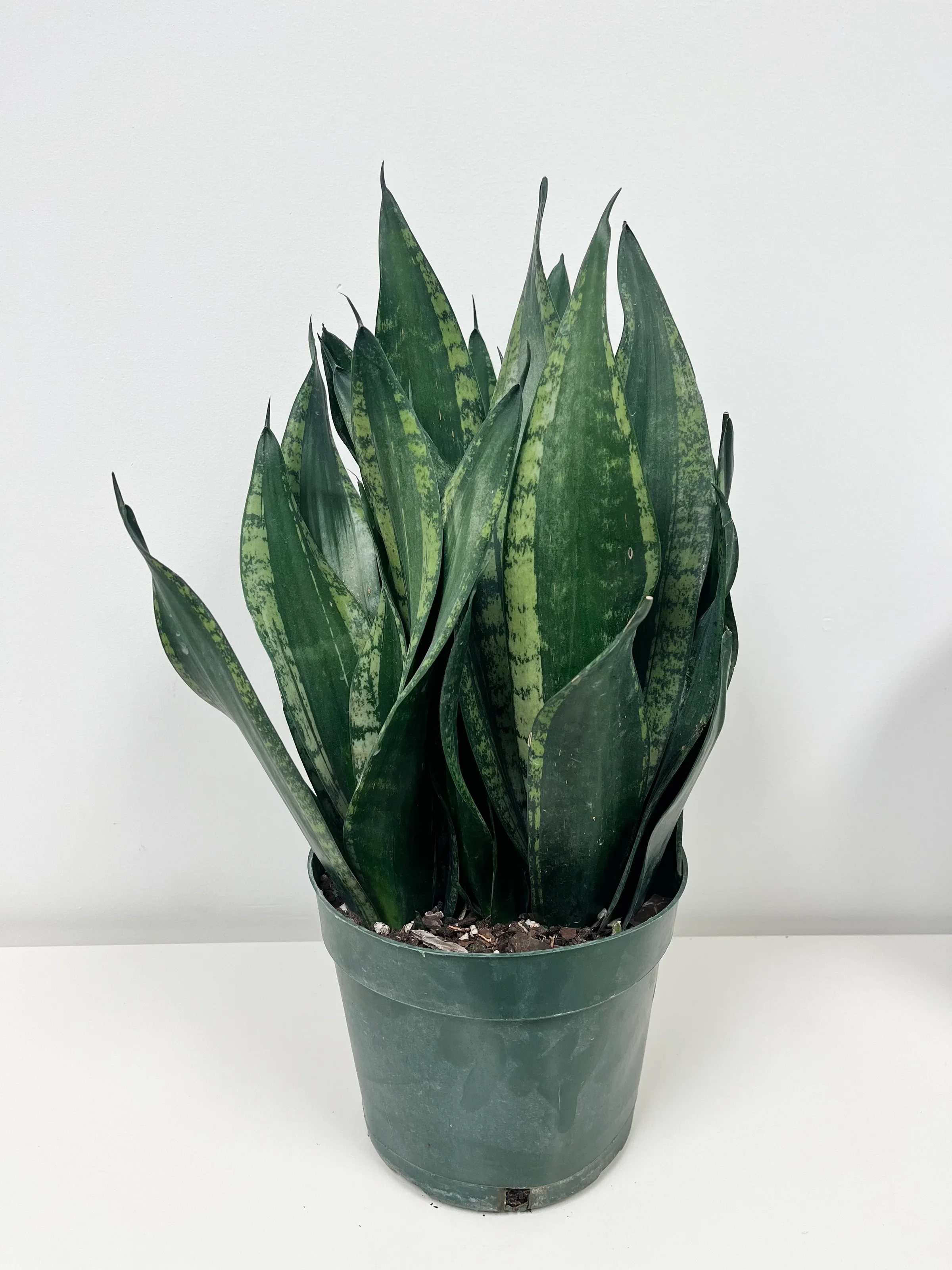 Sanservieria Whitney