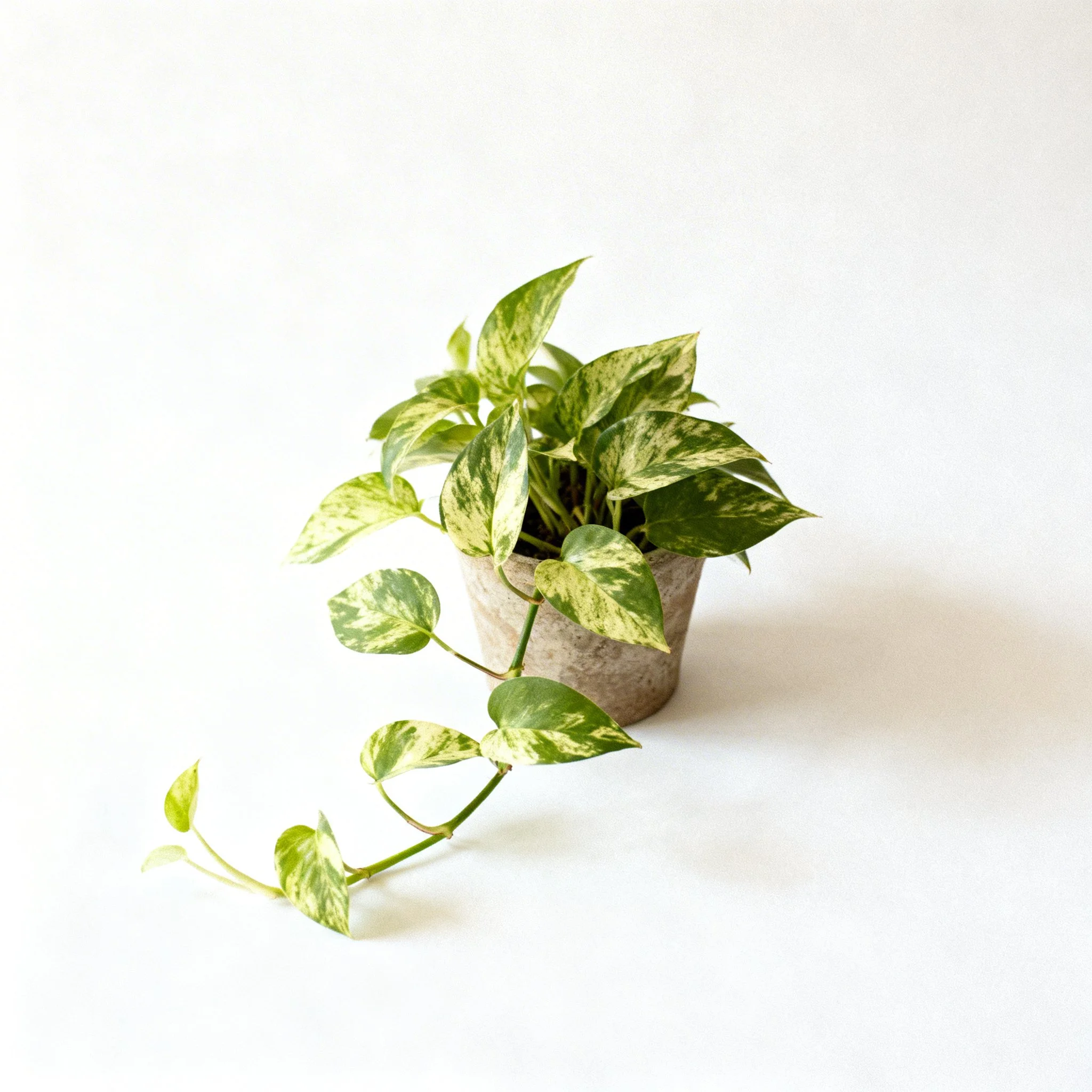 Epipremnum Aureum ‘Manjula’