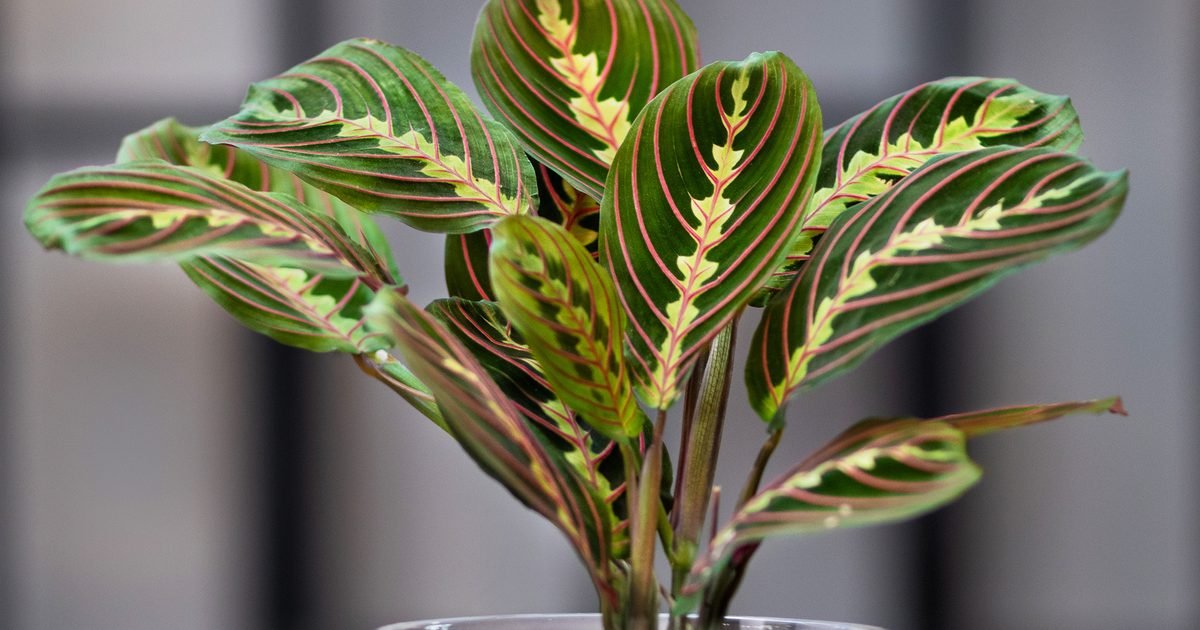 2048x1365-Maranta-SEO-GettyImages-1248988991-6ed2ea4.jpg