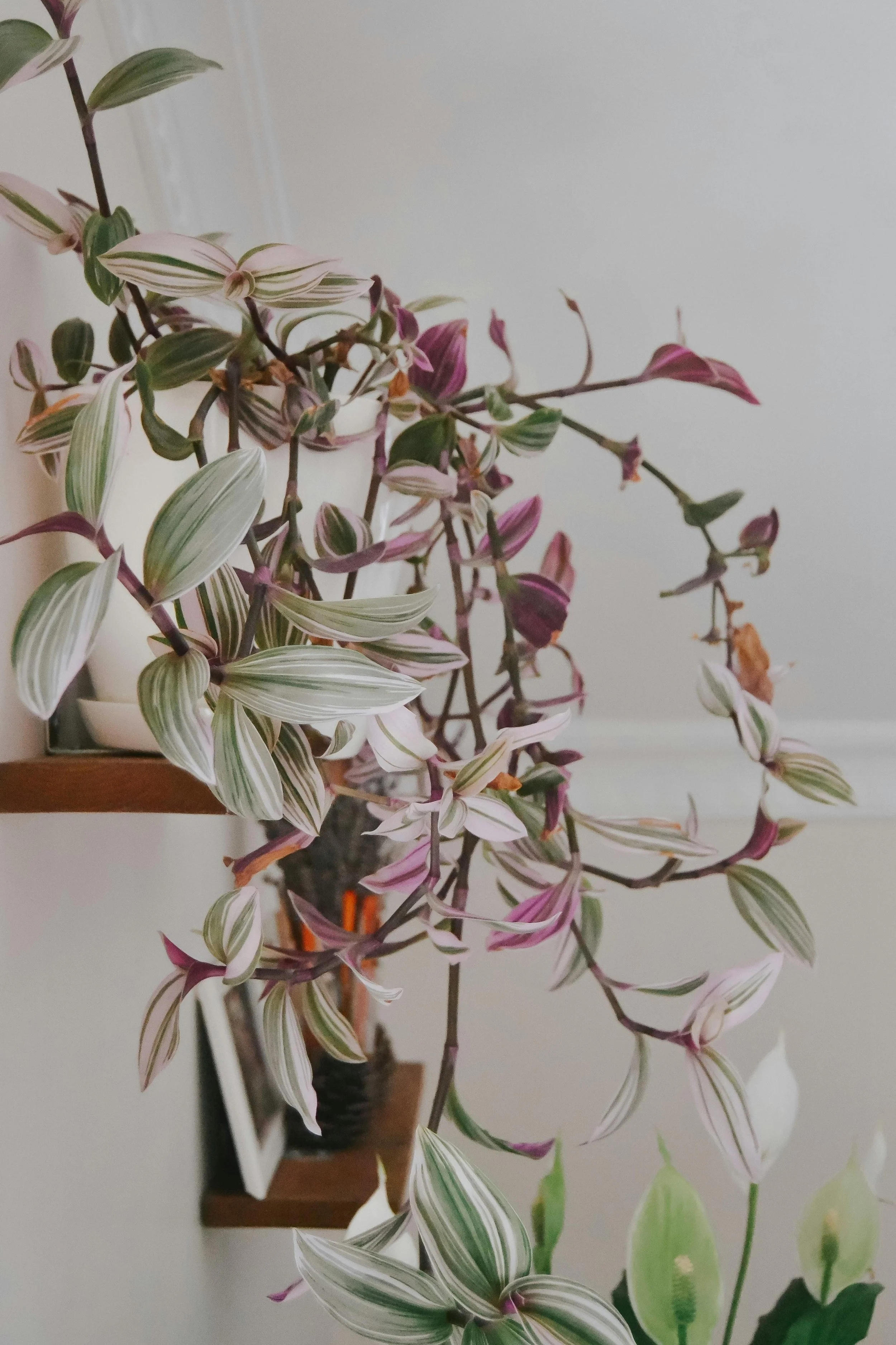 TRADESCANTIA