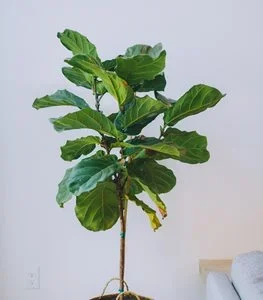 FIDDLE LEAF FIG