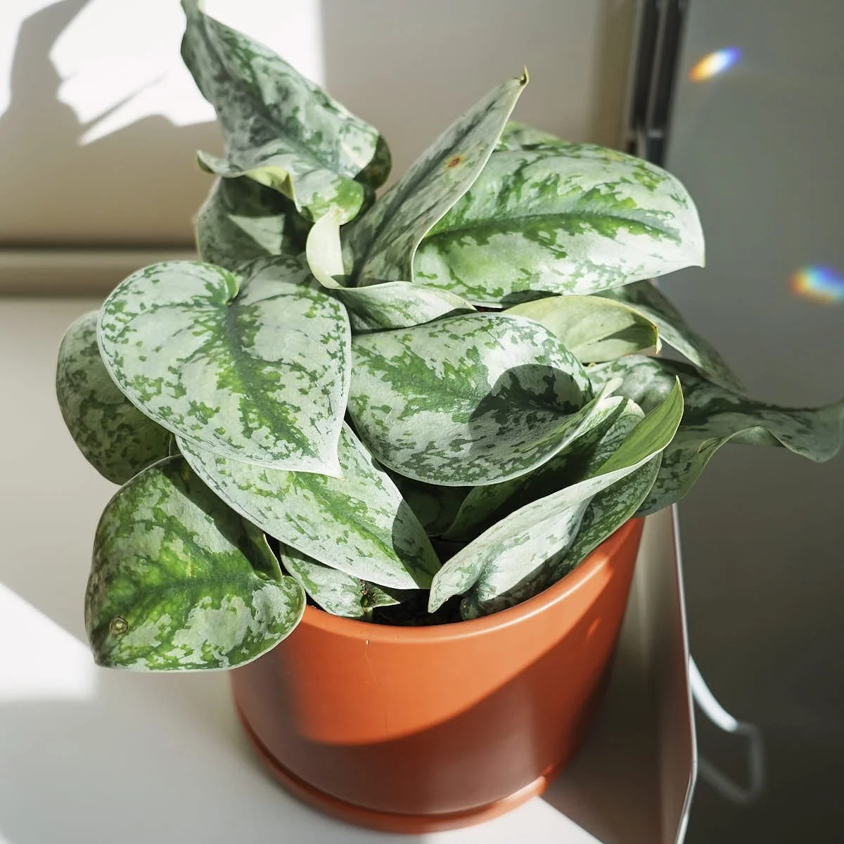 Scindapsus-Pictus-Exotica-1x1-1 (1).jpg