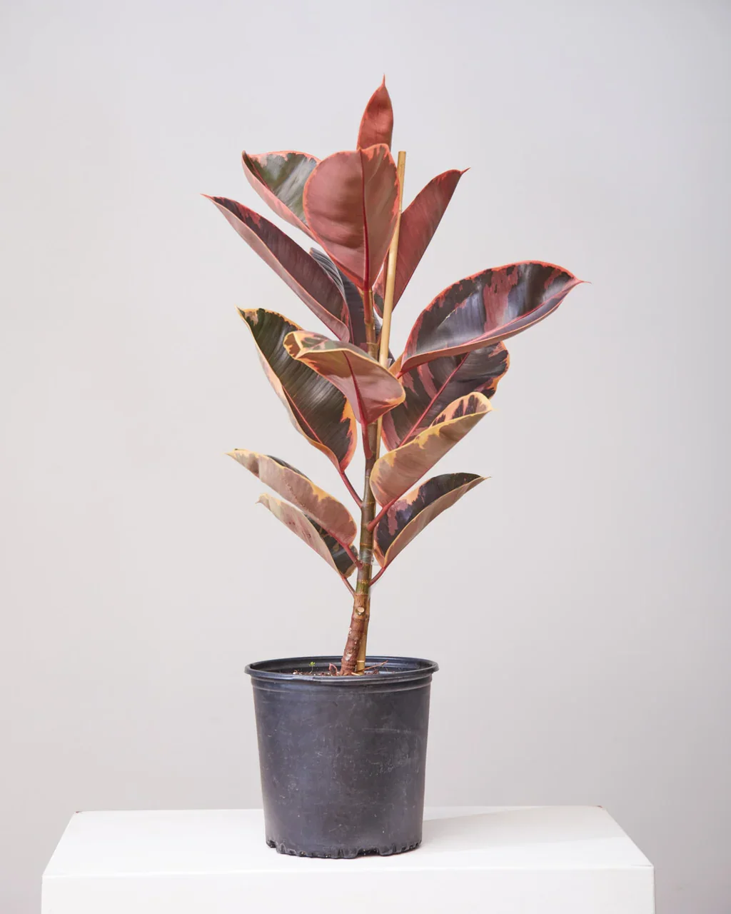 Ficus Elastica Ruby 10"