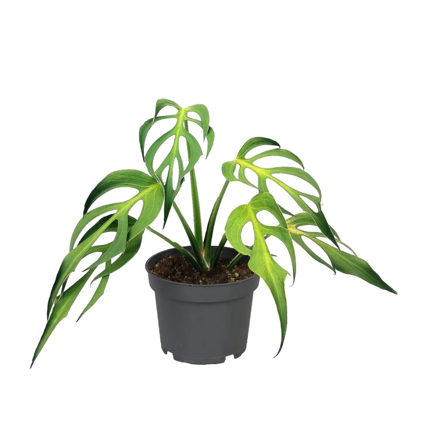 Monstera Burle Marx Flame 2pp