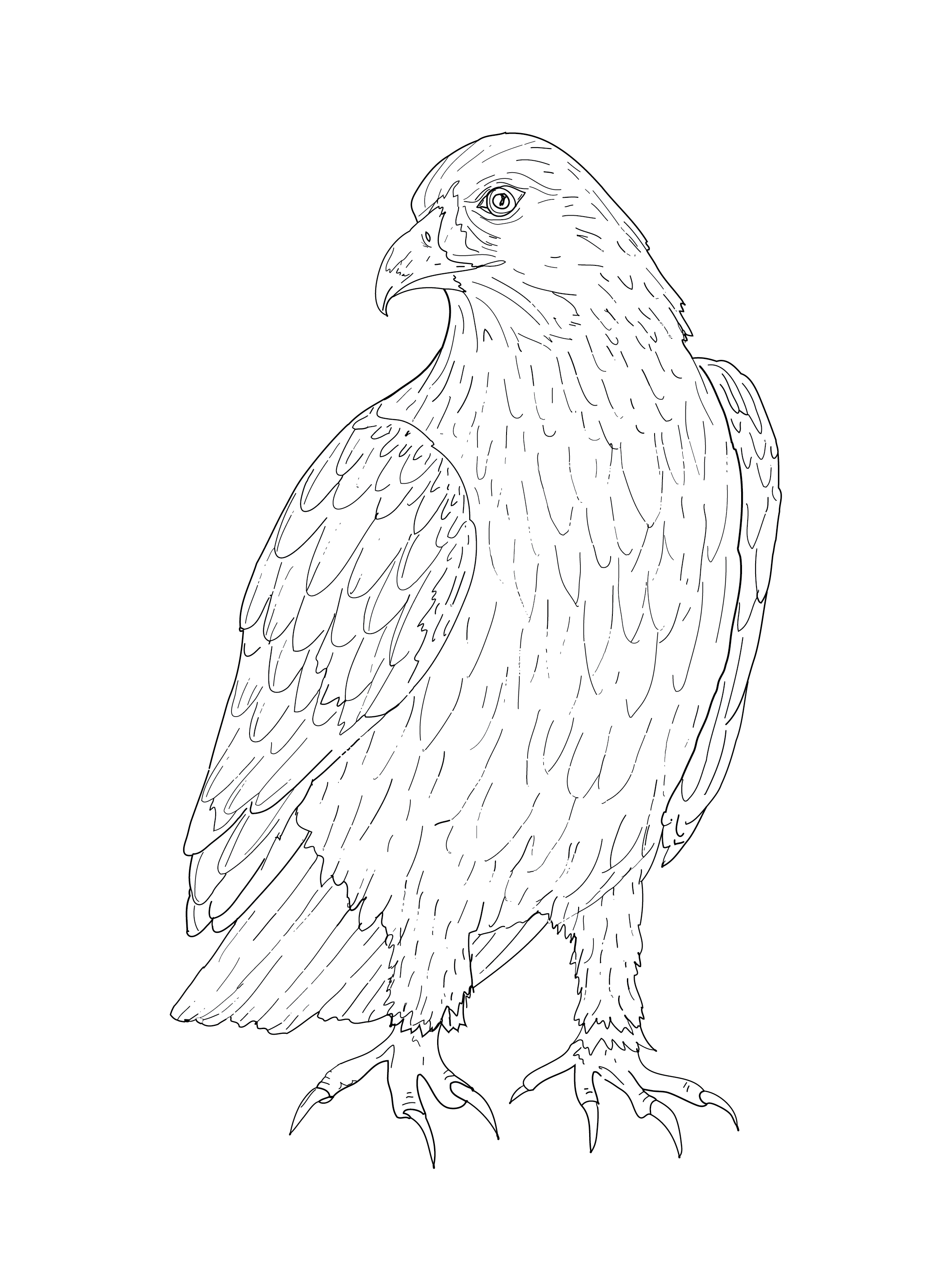 Golden Eagle (Aquila Chrysaetos).png
