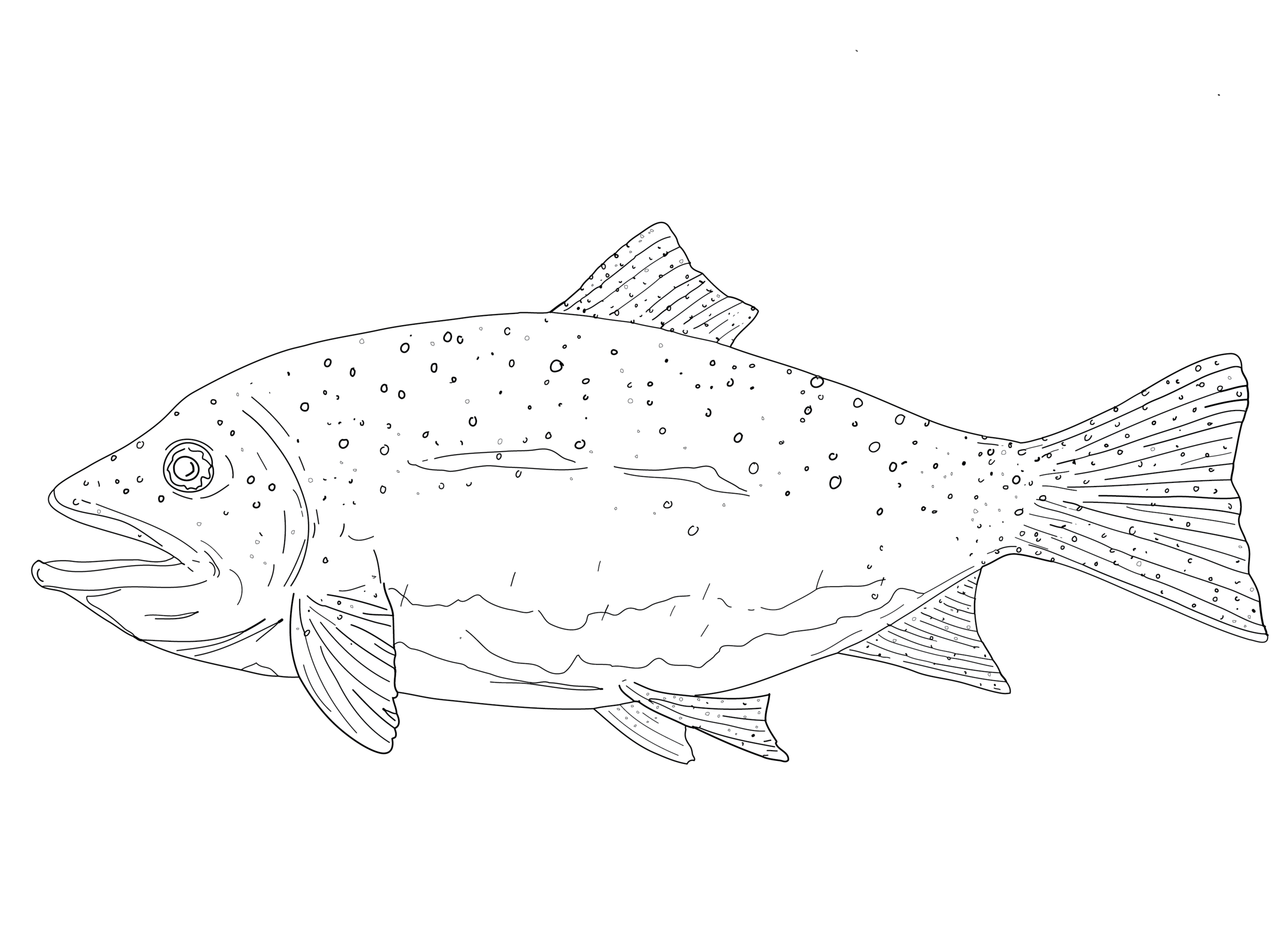 Cutthroat Trout (Oncorhynchus Clarkii).png