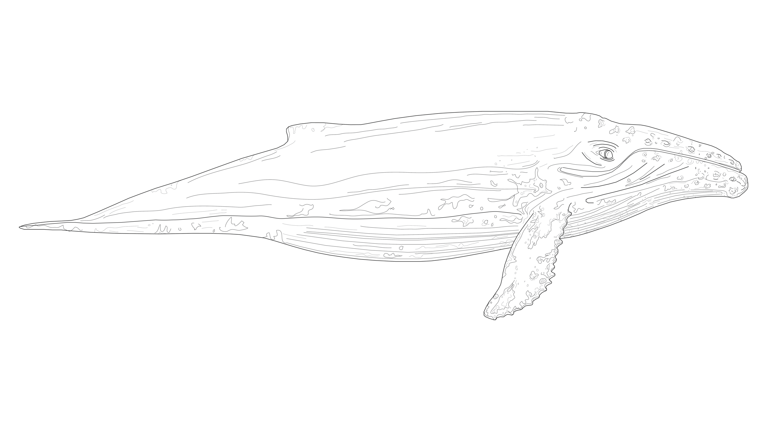 Whale-01.png
