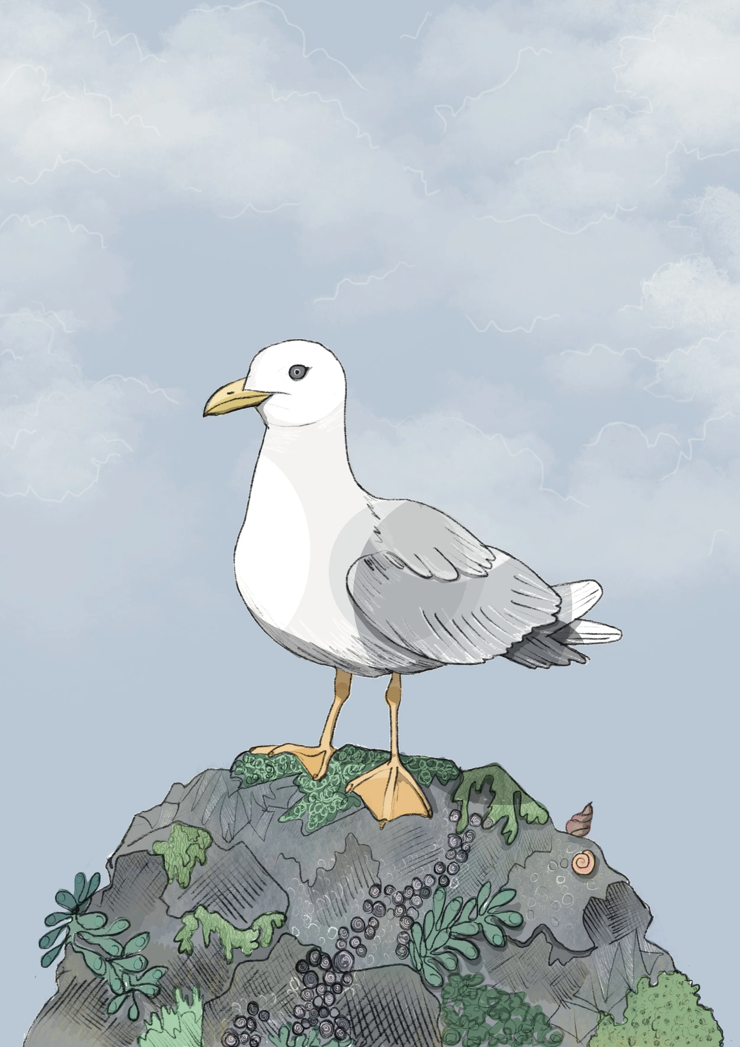 Seagull for my bird loving son 
