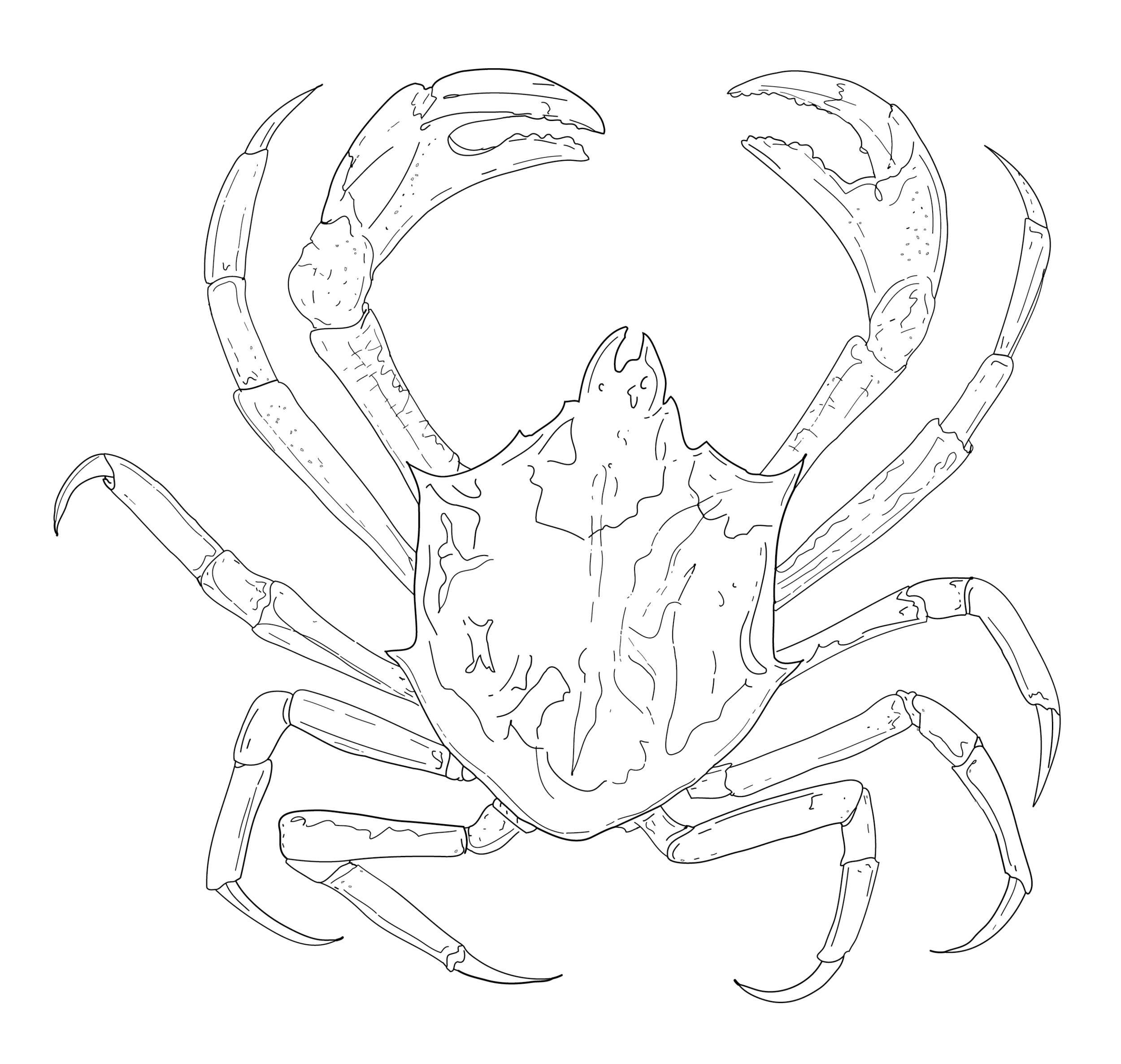 Northern Kelp Crab (Pugettia Producta).png