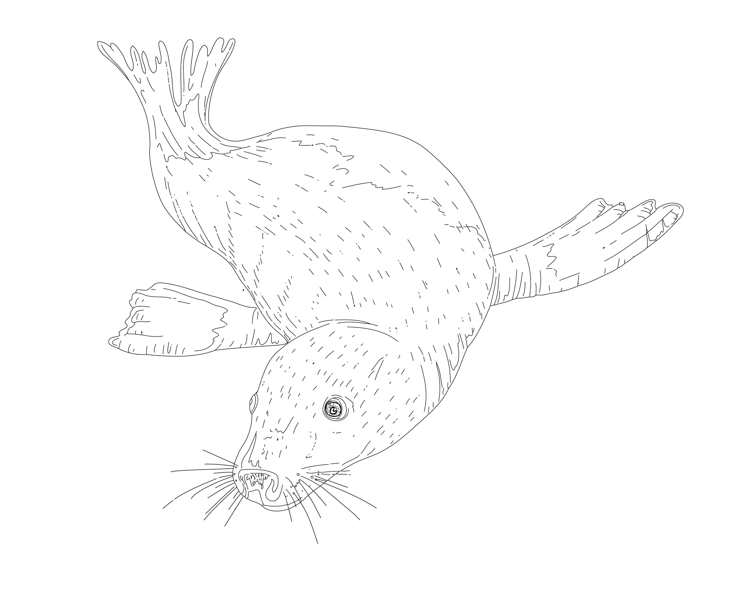 Steller Sea Lion (Eumetopias Jubatus).png