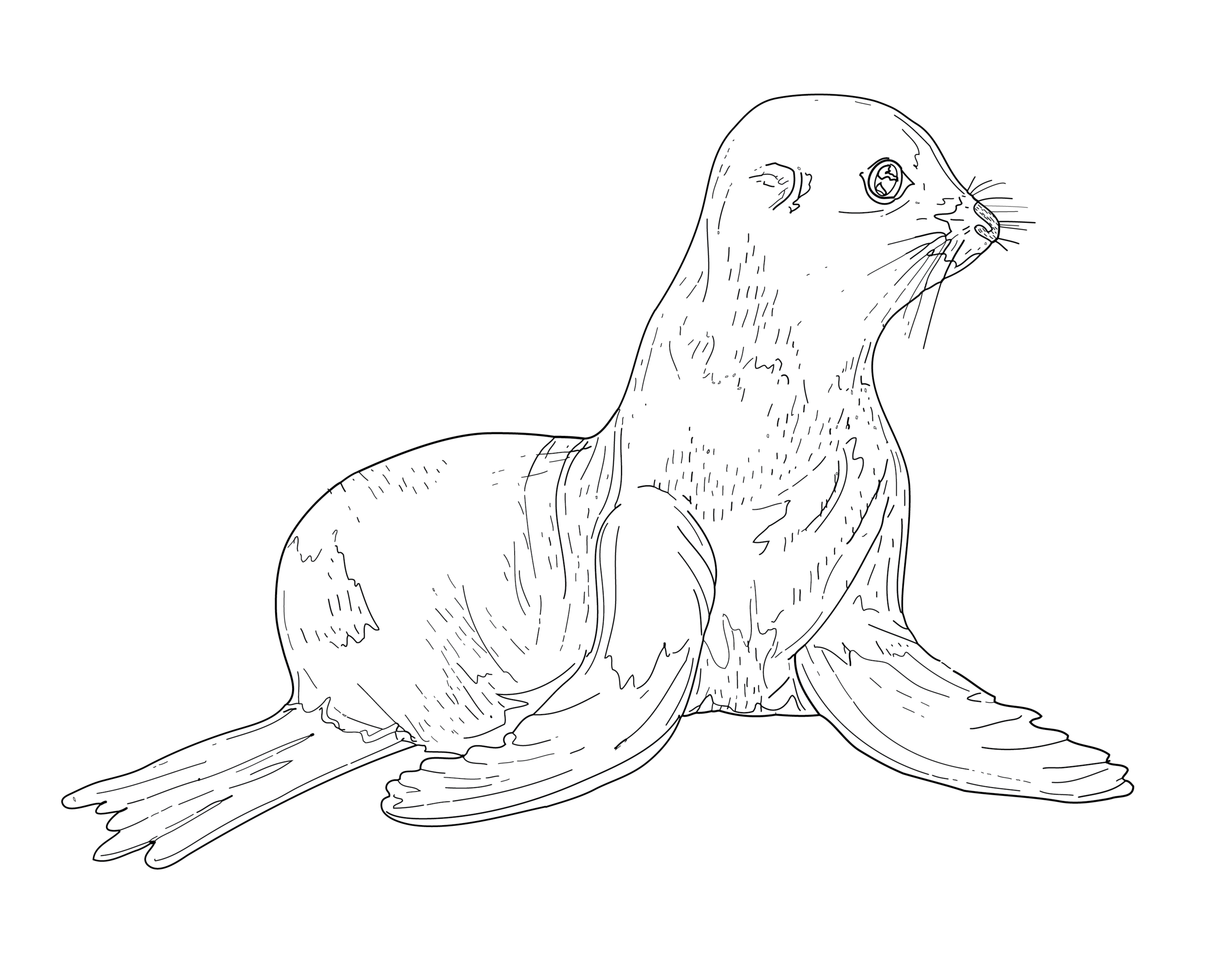Harbour Seal (Phoca Vitulina).png