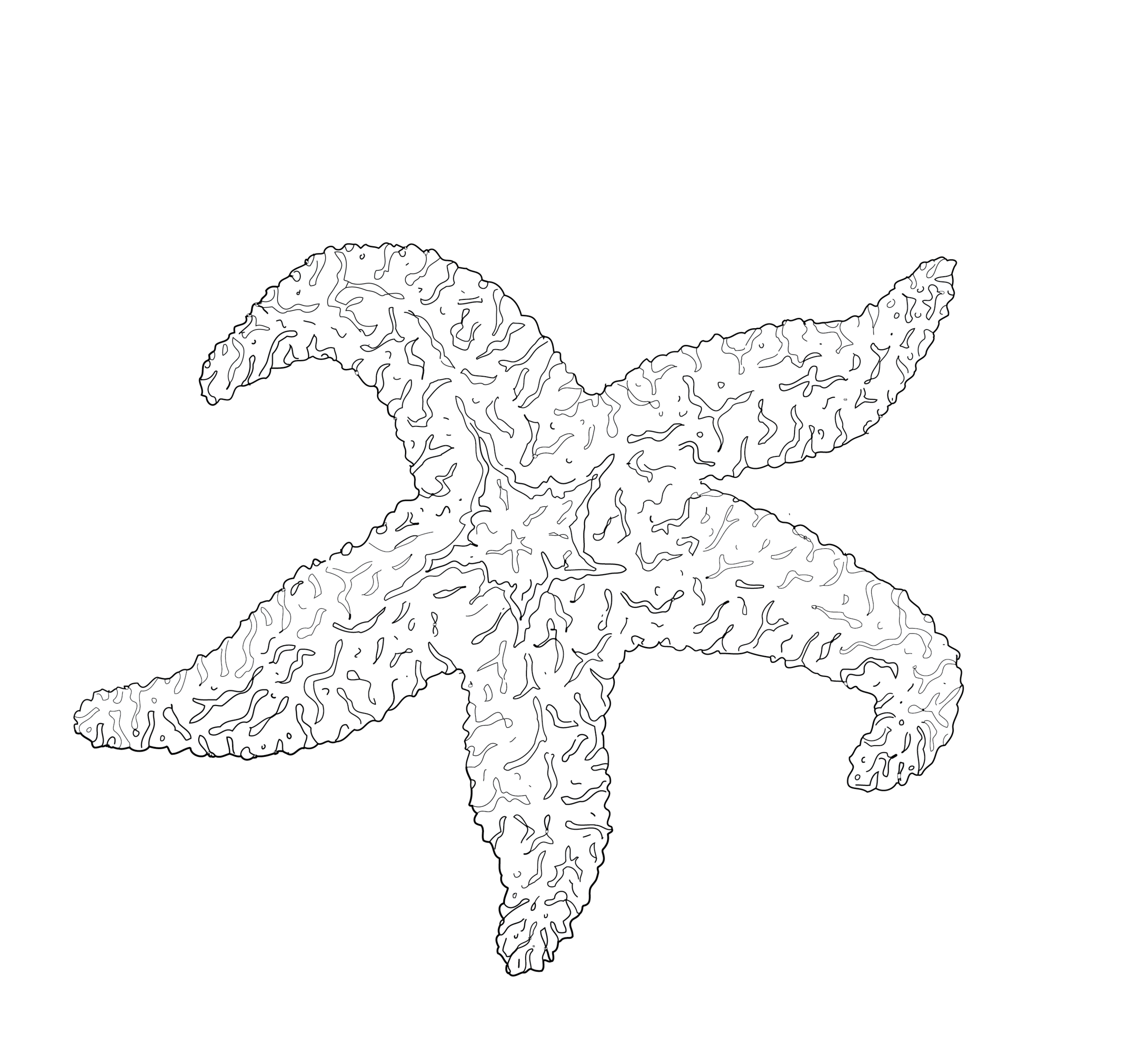 Starfish (Pisaster Ochraceus).png