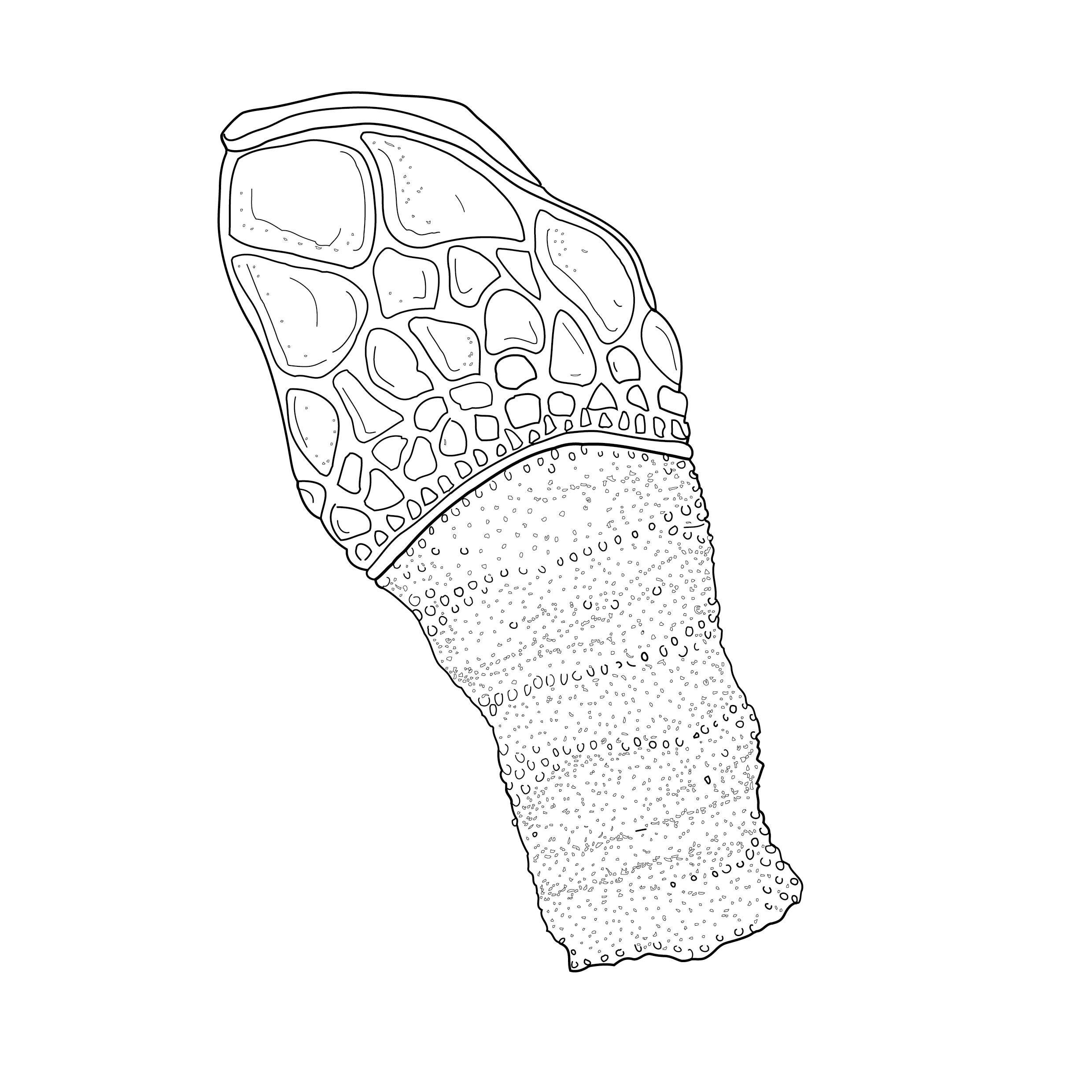 Gooseneck Barnacle (Pollipes).png