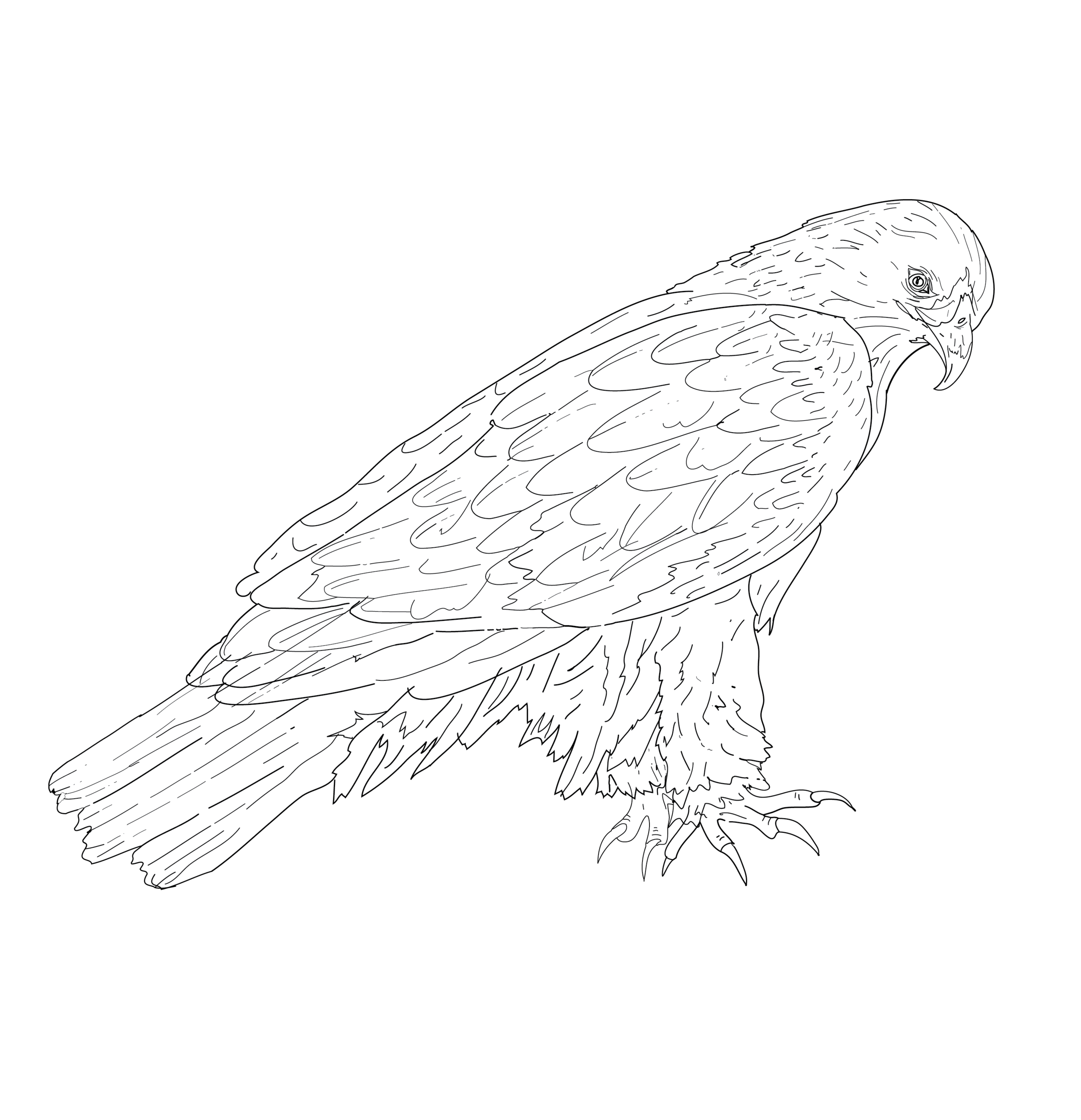 Golden Eagle (Aquila Chrysaetos)2.png