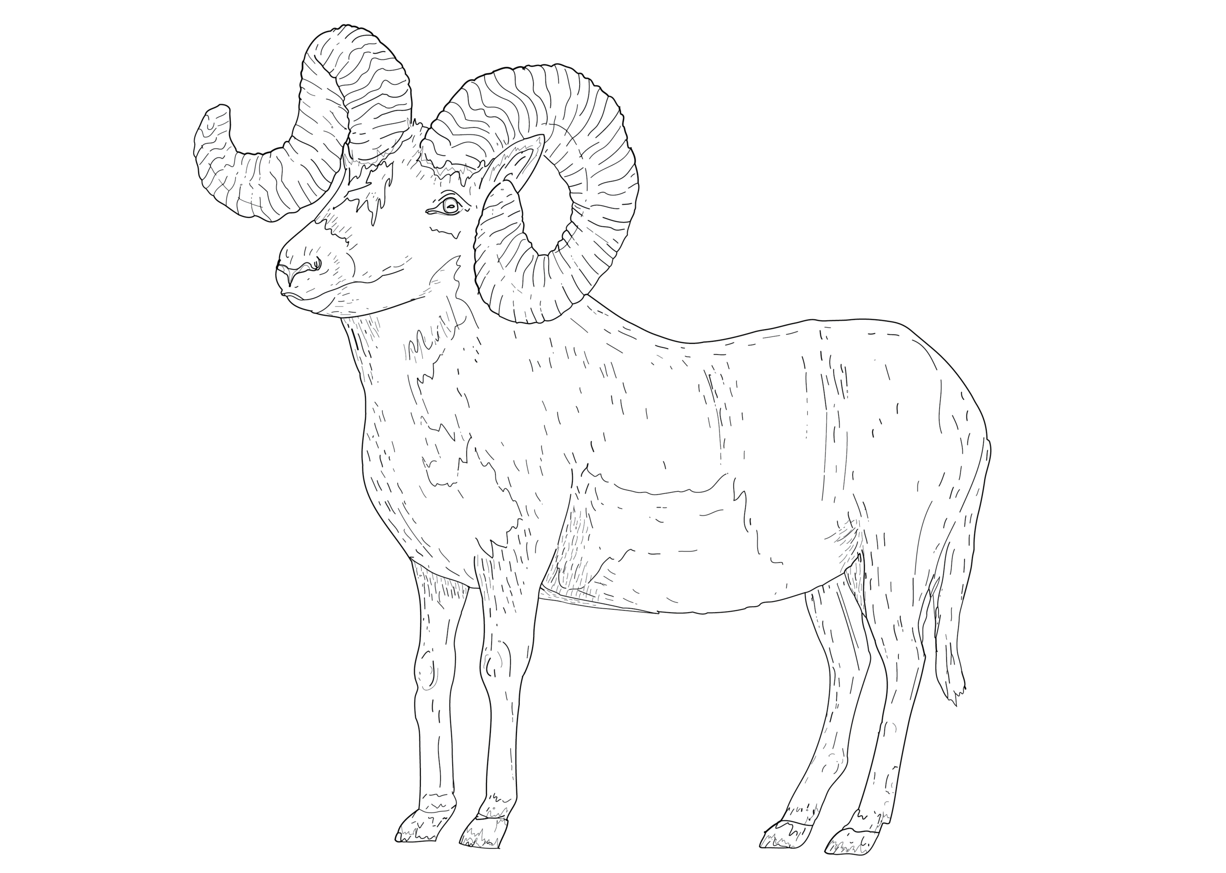 Bighorn (Ovis Canadensis).png