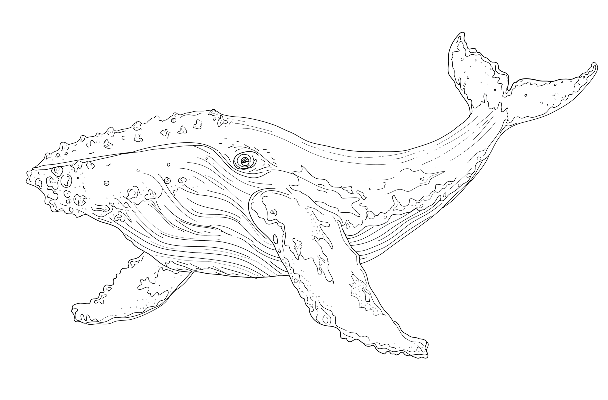Humpback Whale (Megaptera Novaeangliae).png