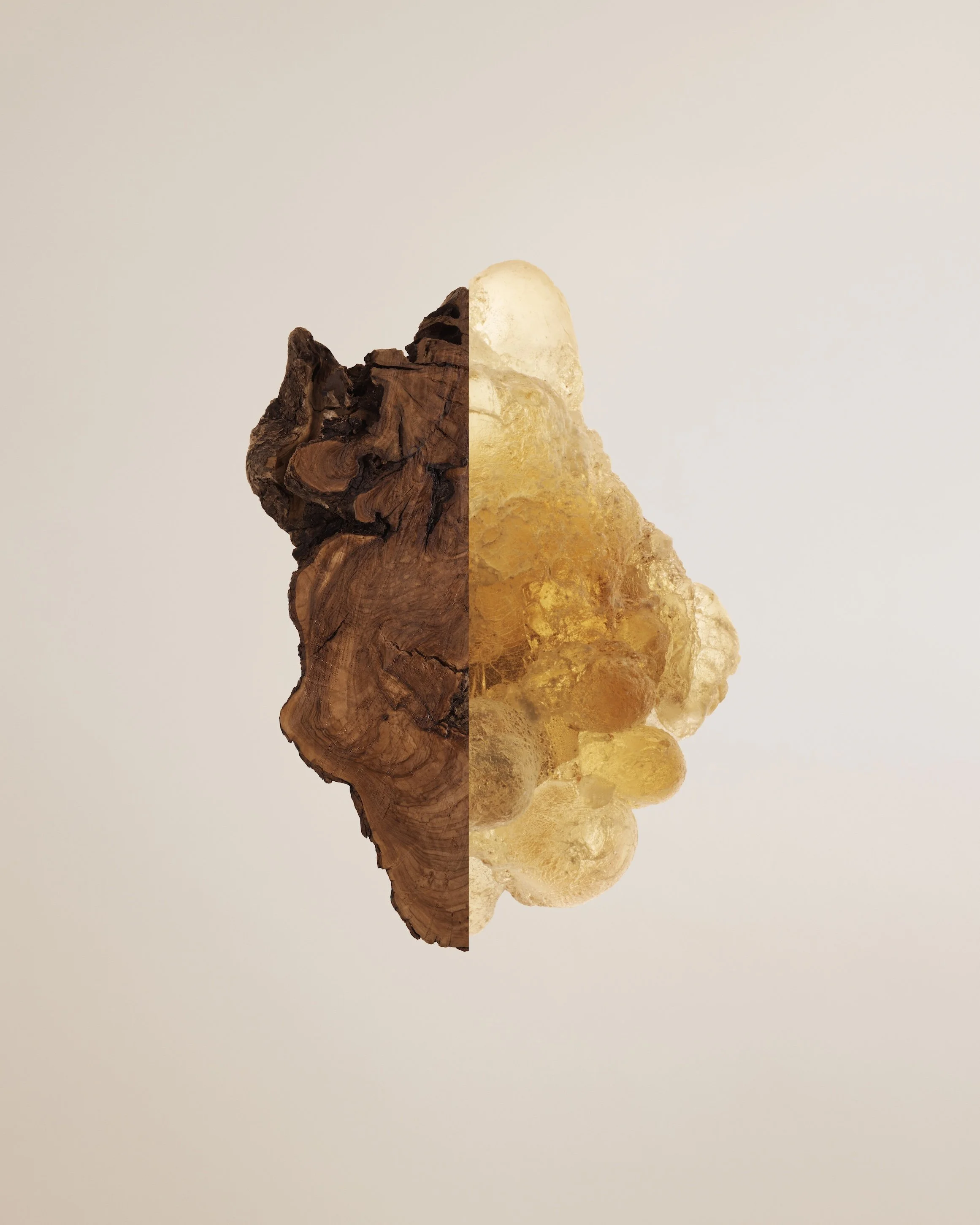 Frankincense Intense Bark and Resin 2026 LS1 4x5.jpg