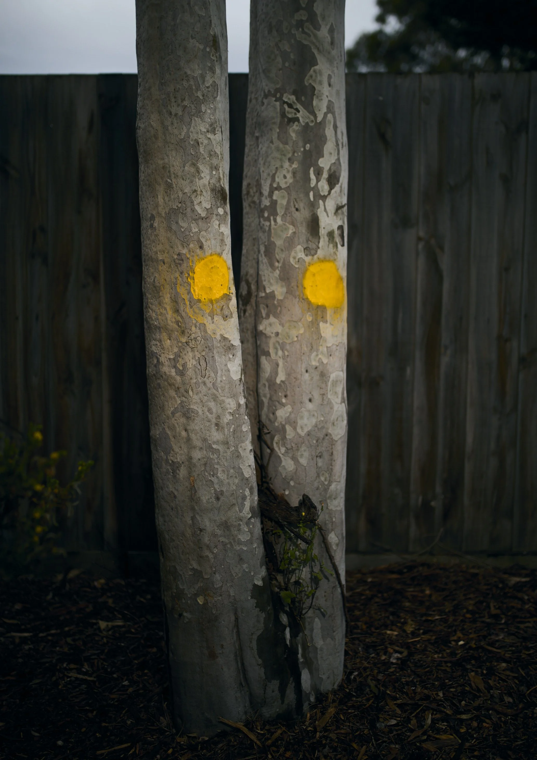 A cropped photograph of a tree marked with a yellow paint spot. Photographed early morning with a handheld flash. 