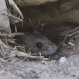 Say hello to Olive Rat