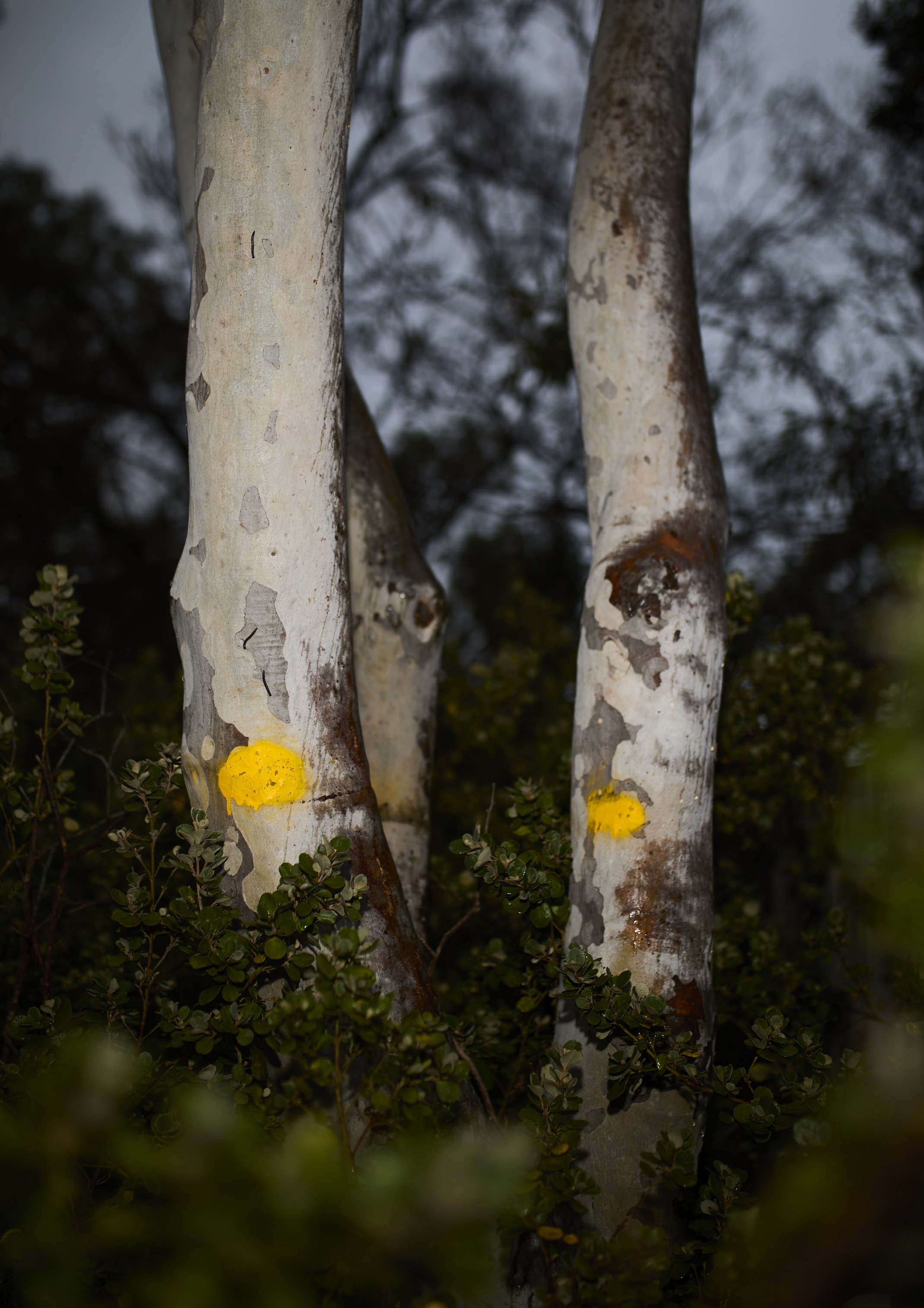 A cropped photograph of two trunks of a eucalypt tree both marked with yellow paint spots. Photographed with handheld flash.