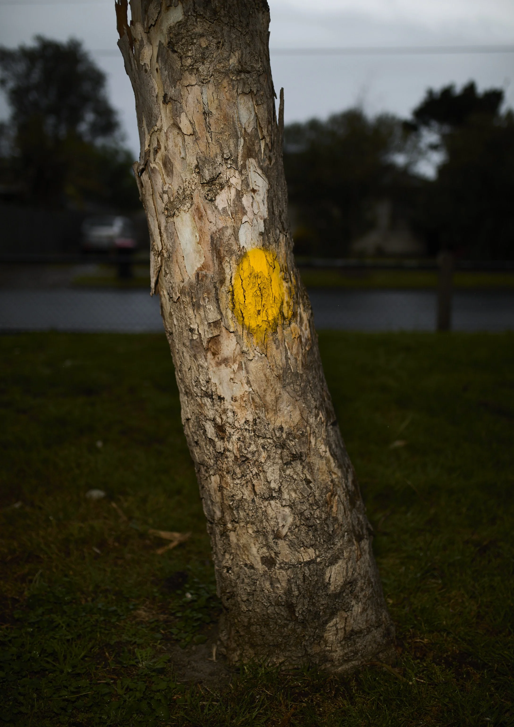 A cropped photograph of a tree marked with a yellow paint spot. Photographed early morning with a handheld flash. 