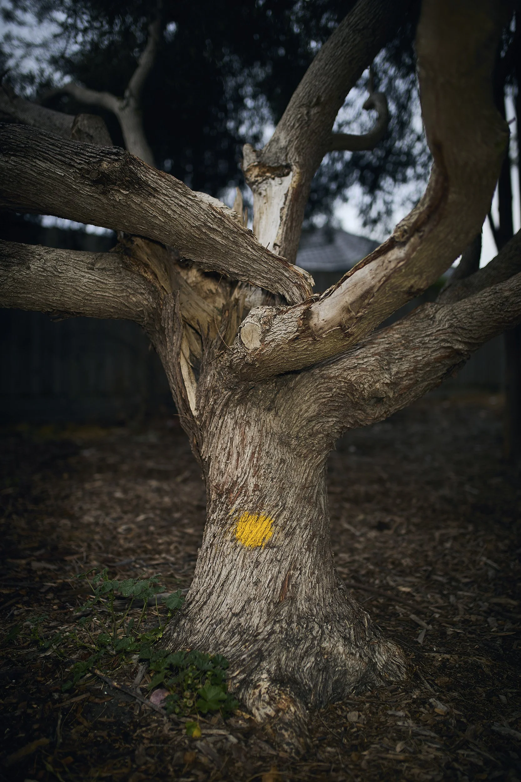 A cropped photograph of a gnarled old tree marked with a yellow paint spot. Photographed with a handheld flash.