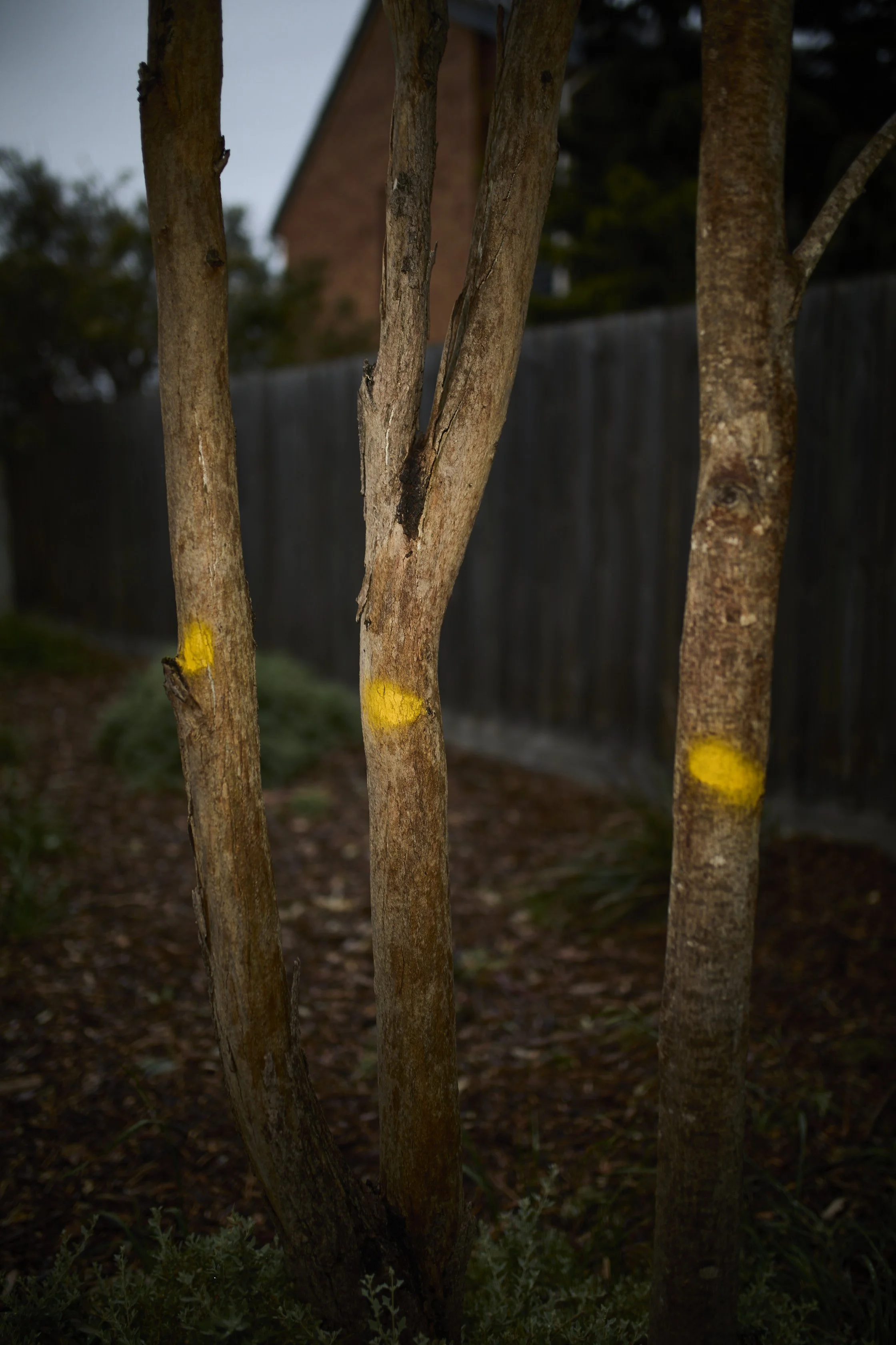 A cropped photograph of three small trees marked with yellow paint. Photographed with handheld flash.