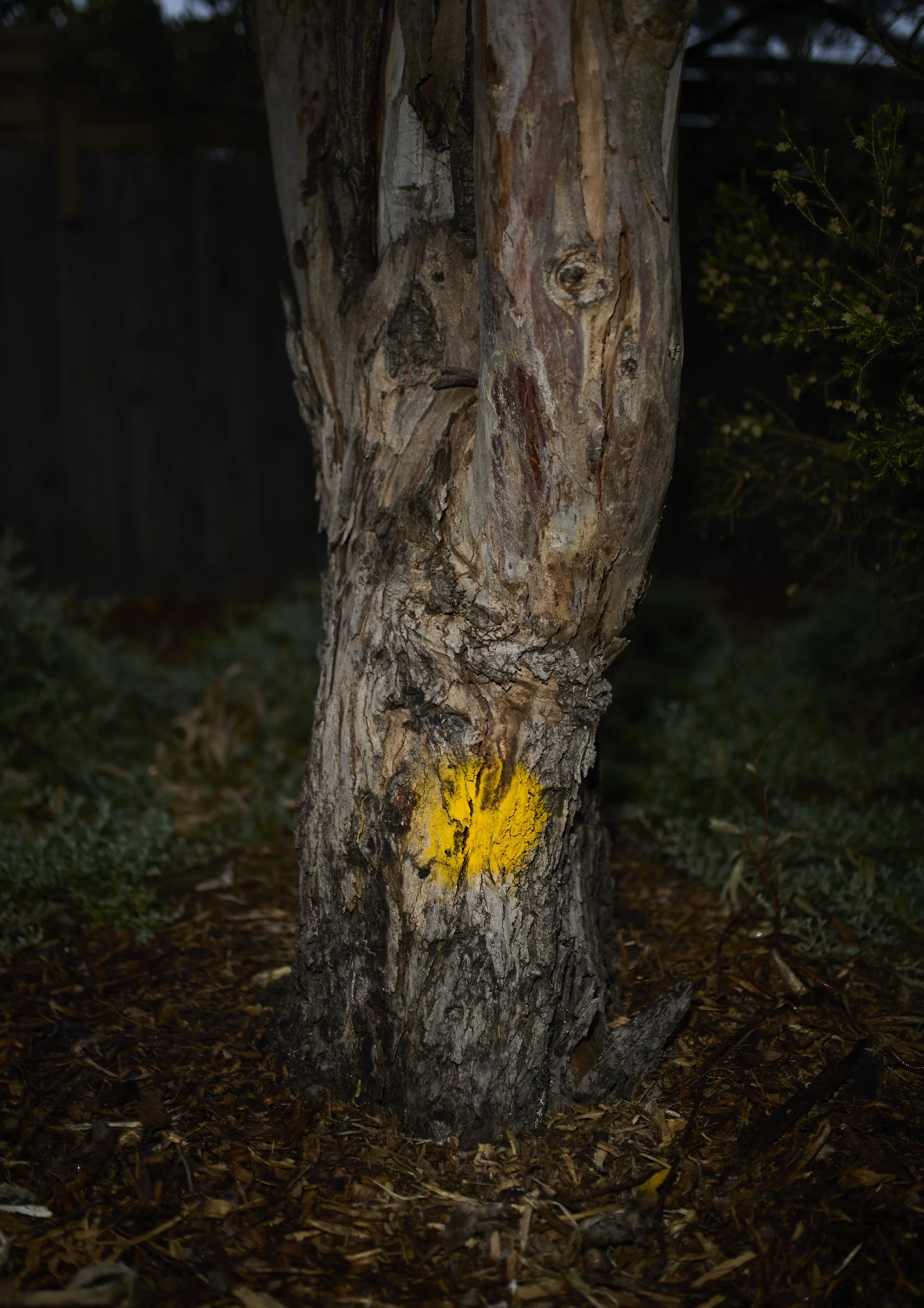 A cropped photograph of a eucalypt tree with rough bark, marked with a yellow paint spot. Photographed with handheld flash.