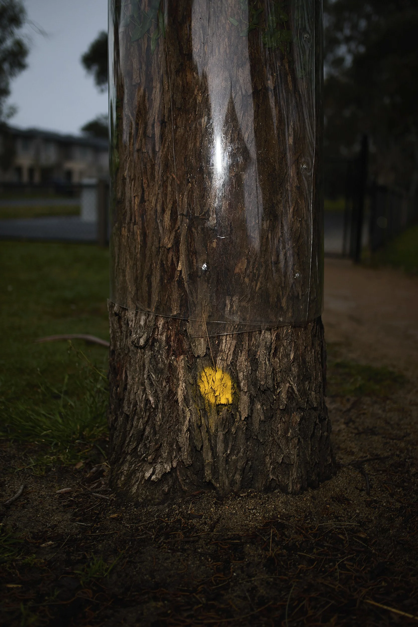 A cropped photograph of a large eucalypt tree marked with a yellow paint spot. It has a plastic collar to attached to prevent possums climbing the tree.