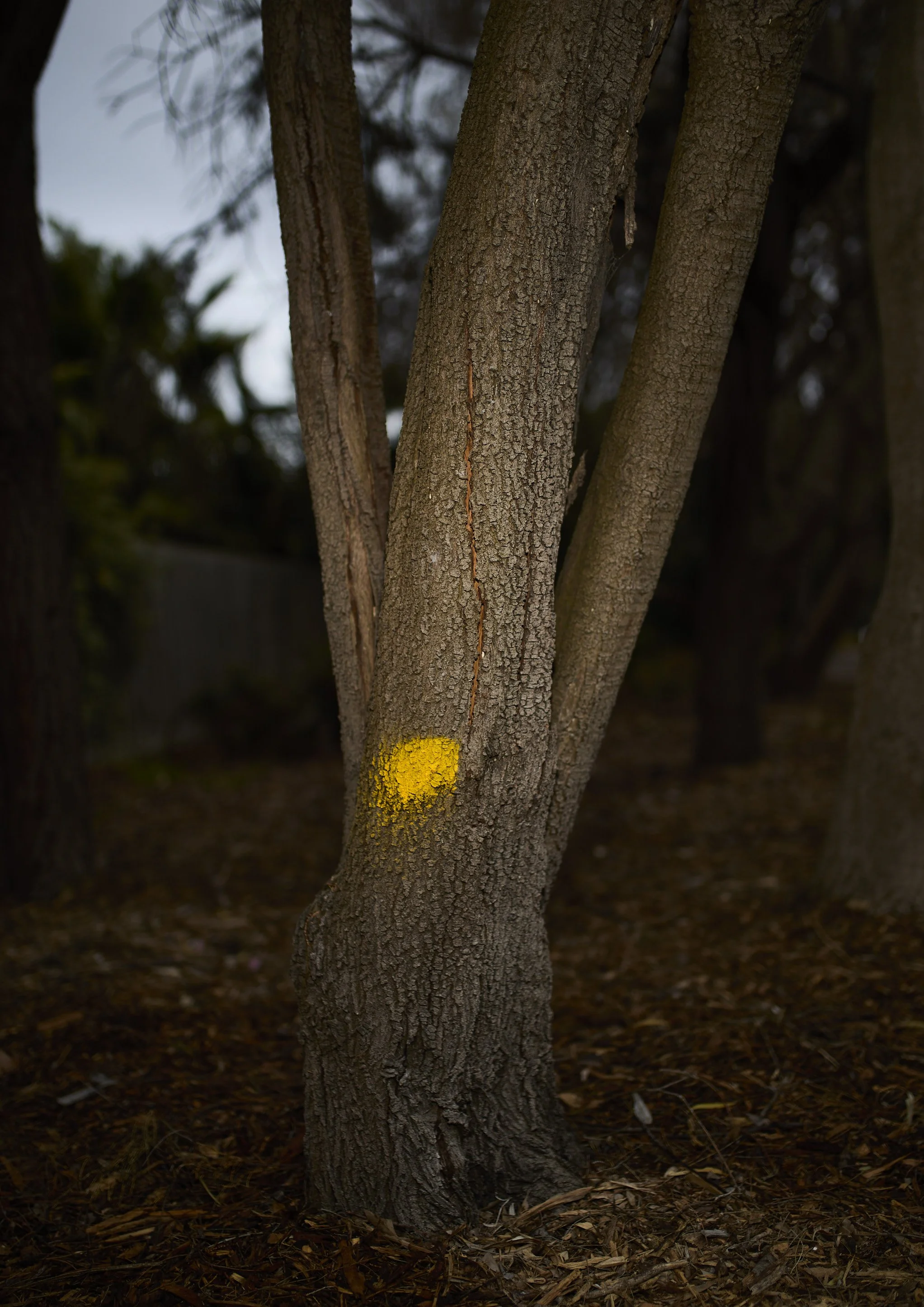 A cropped photograph of a tree marked with a yellow paint spot. Photographed early morning with a handheld flash. 