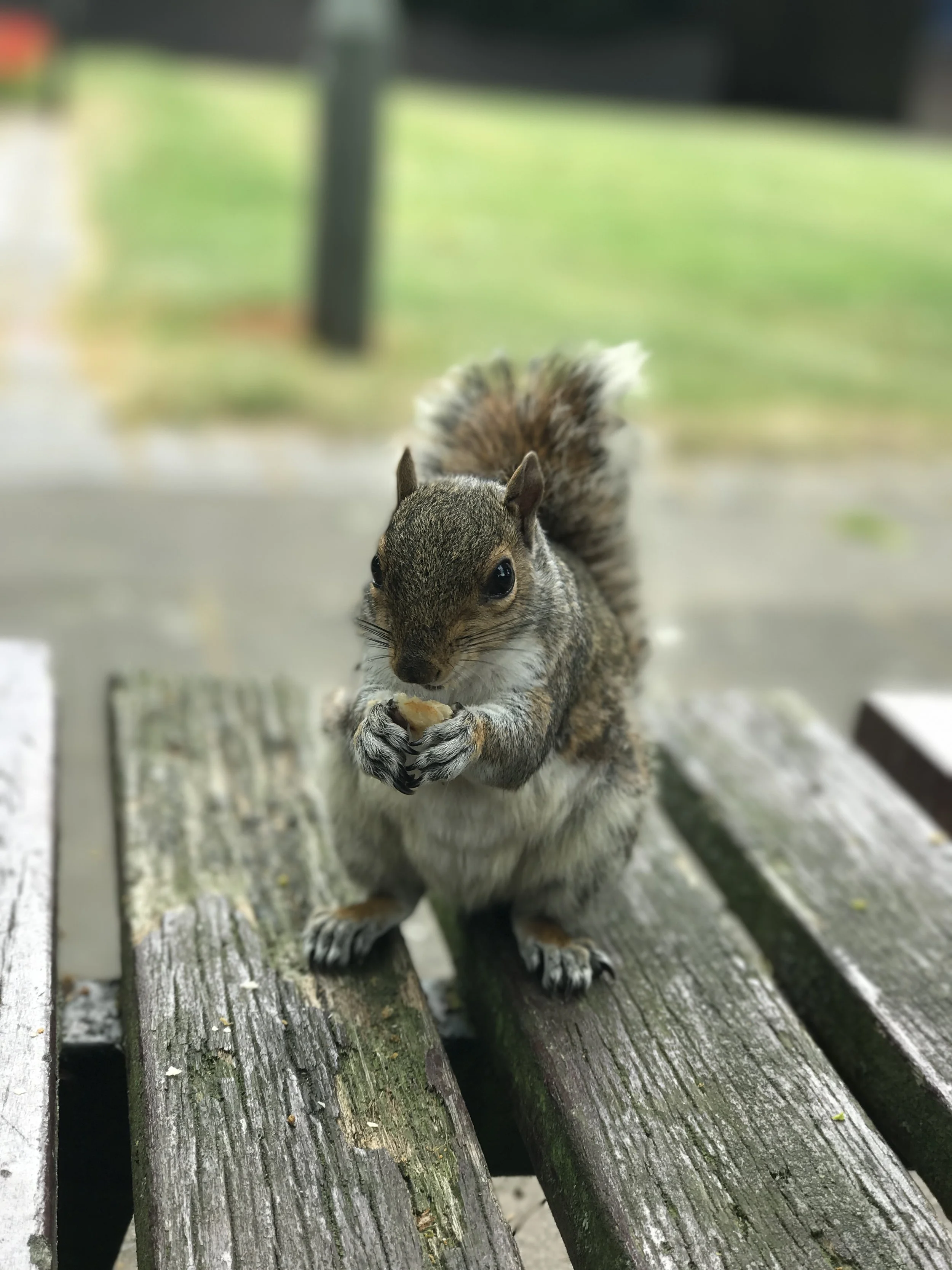 churchill-gardens-squirrel-eating.JPG