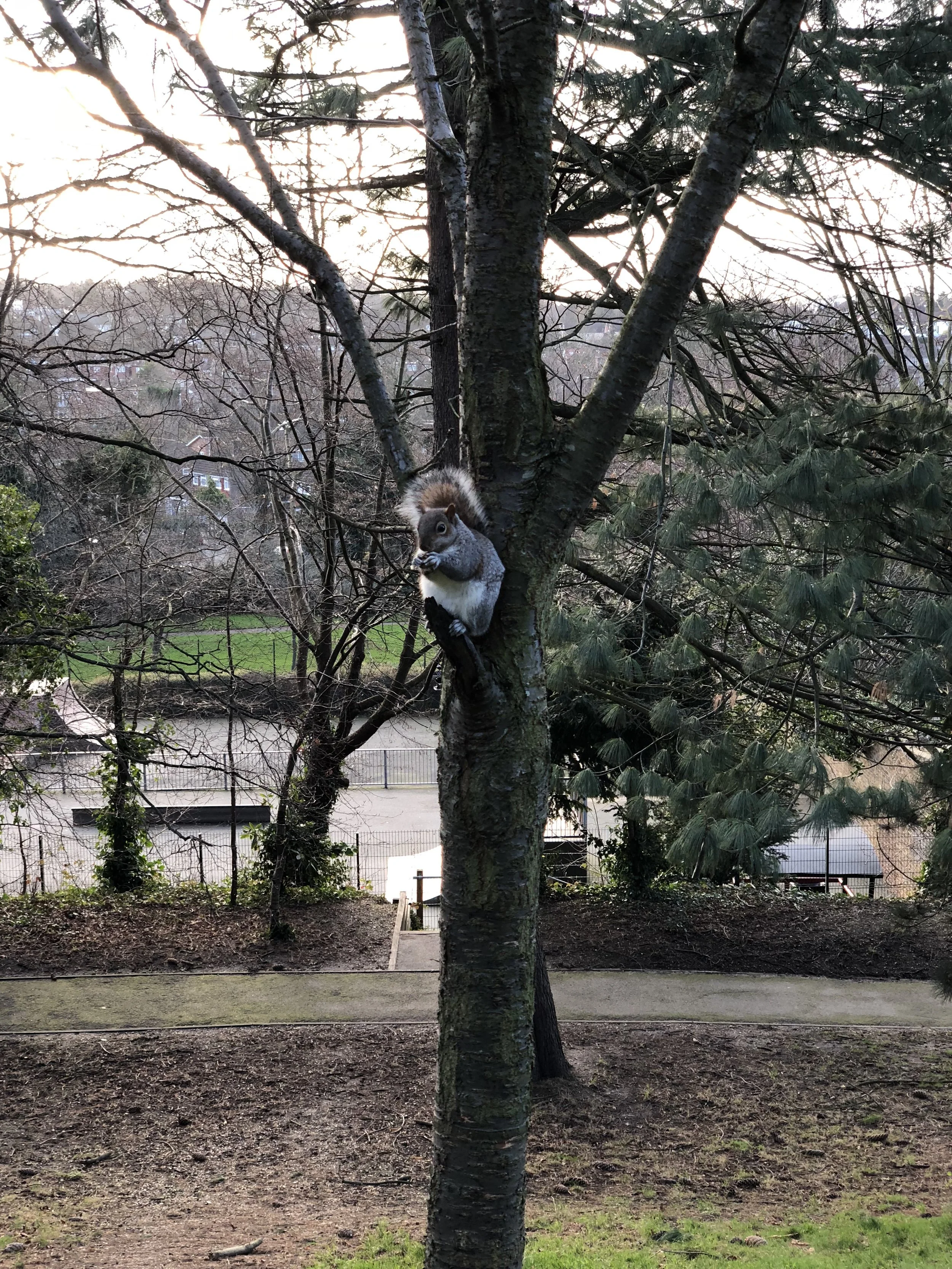 churchill-gardens-squirrel-in-tree.jpeg