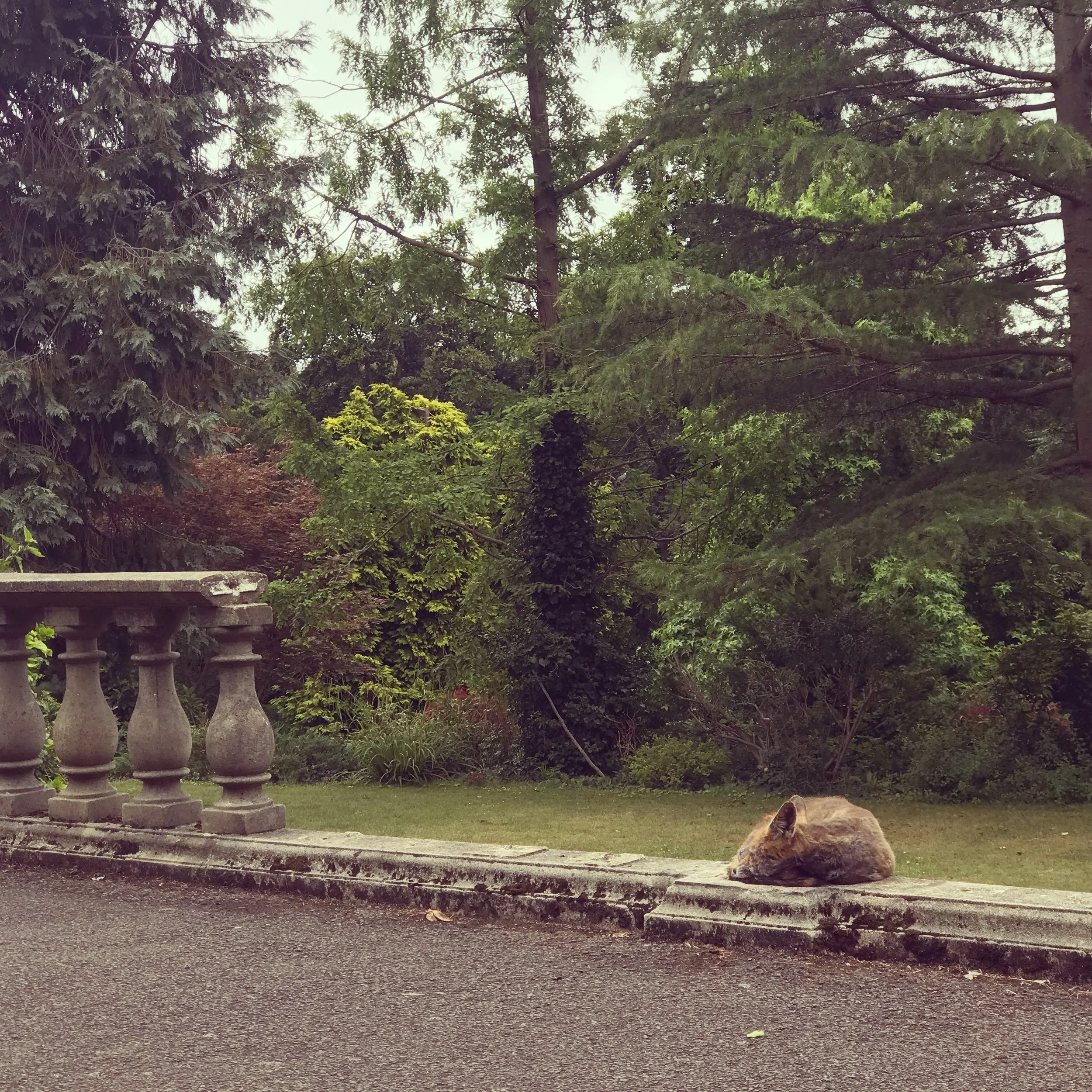 churchill-gardens-sleeping-fox.JPG