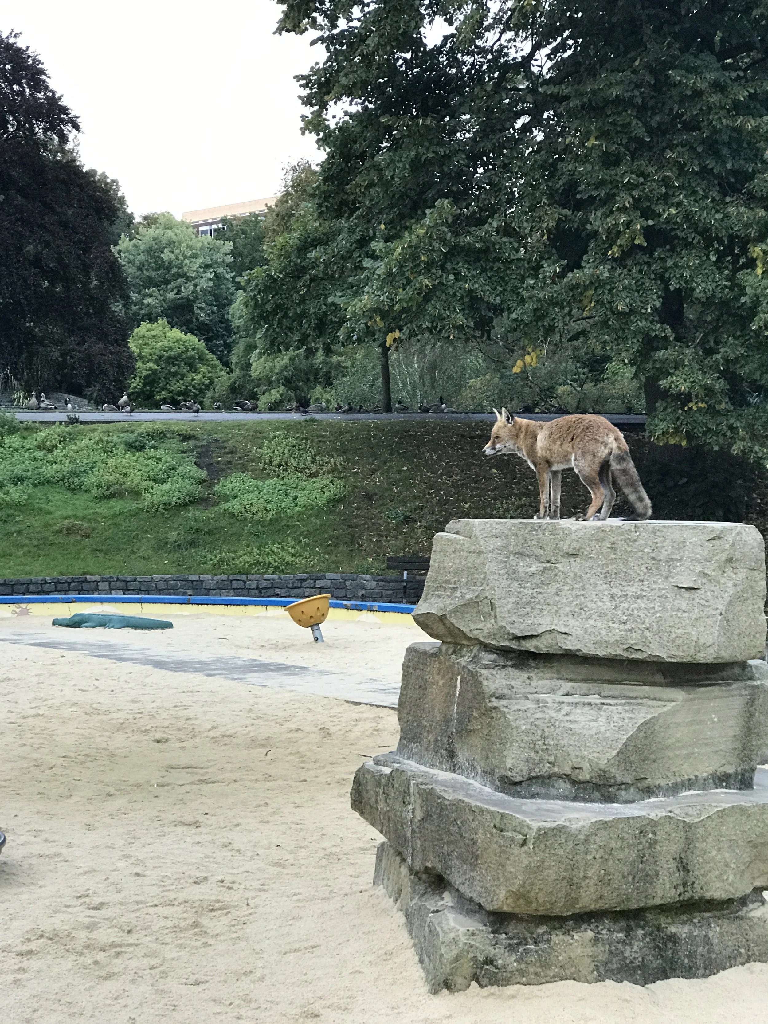 churchill-gardens-fox-looking-out.JPG