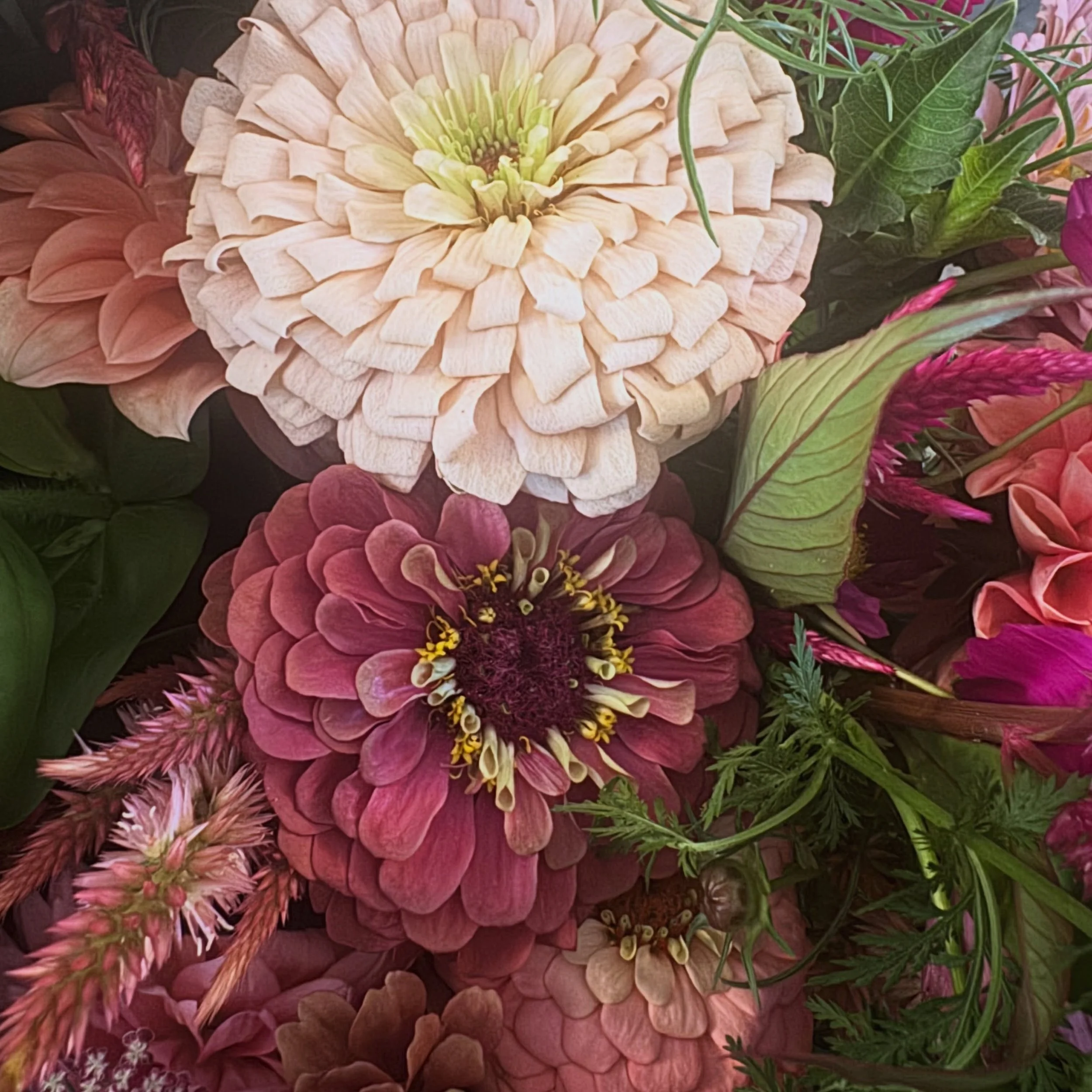 Three favorite zinnias in one shot:
Ballerina 
Queen Lime Red
Oklahoma Salmon
What are your favs? 

#flowerfarmer #zinnia #ballerinazinnia #johnnysseeds #purcellville
