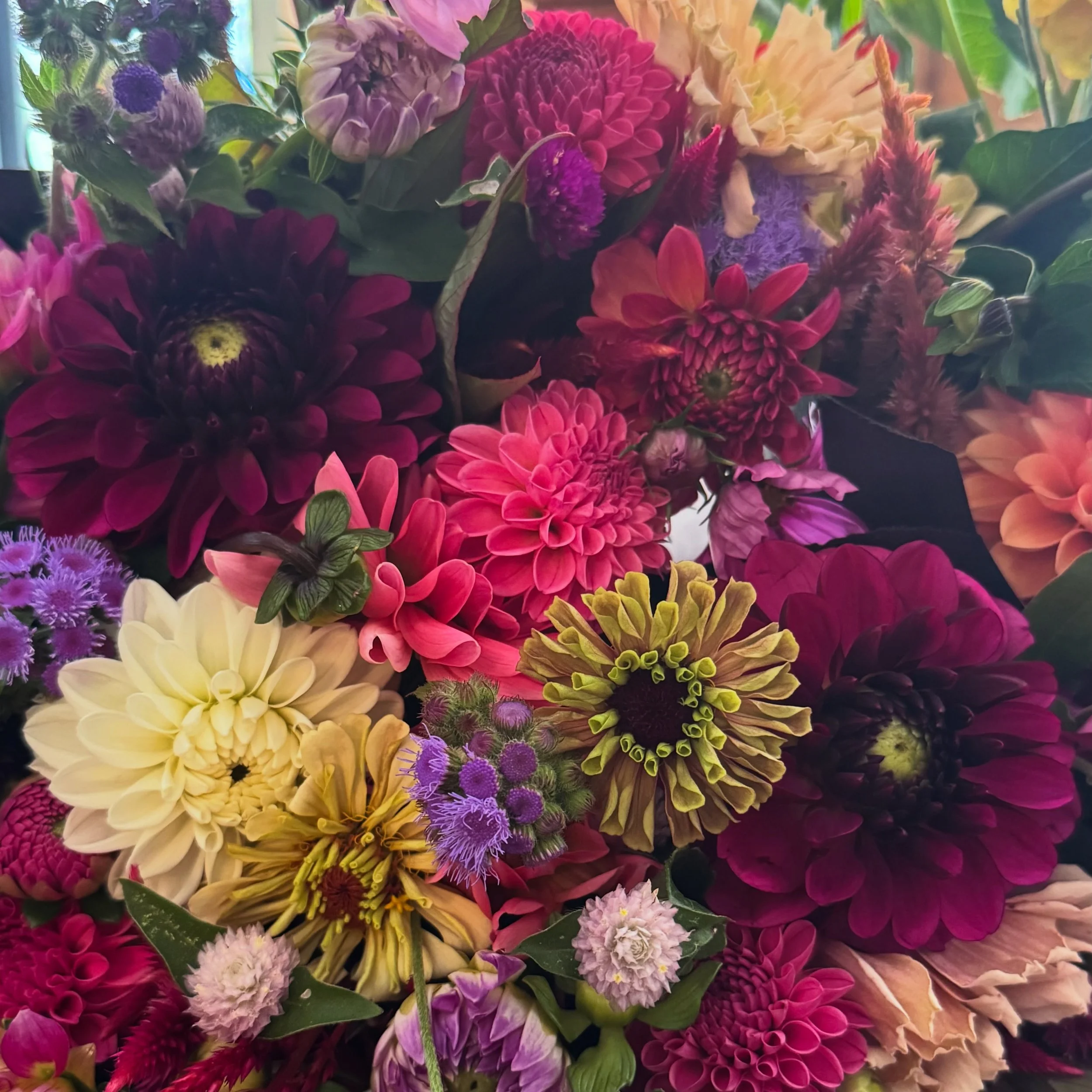 Dahlia season 💜