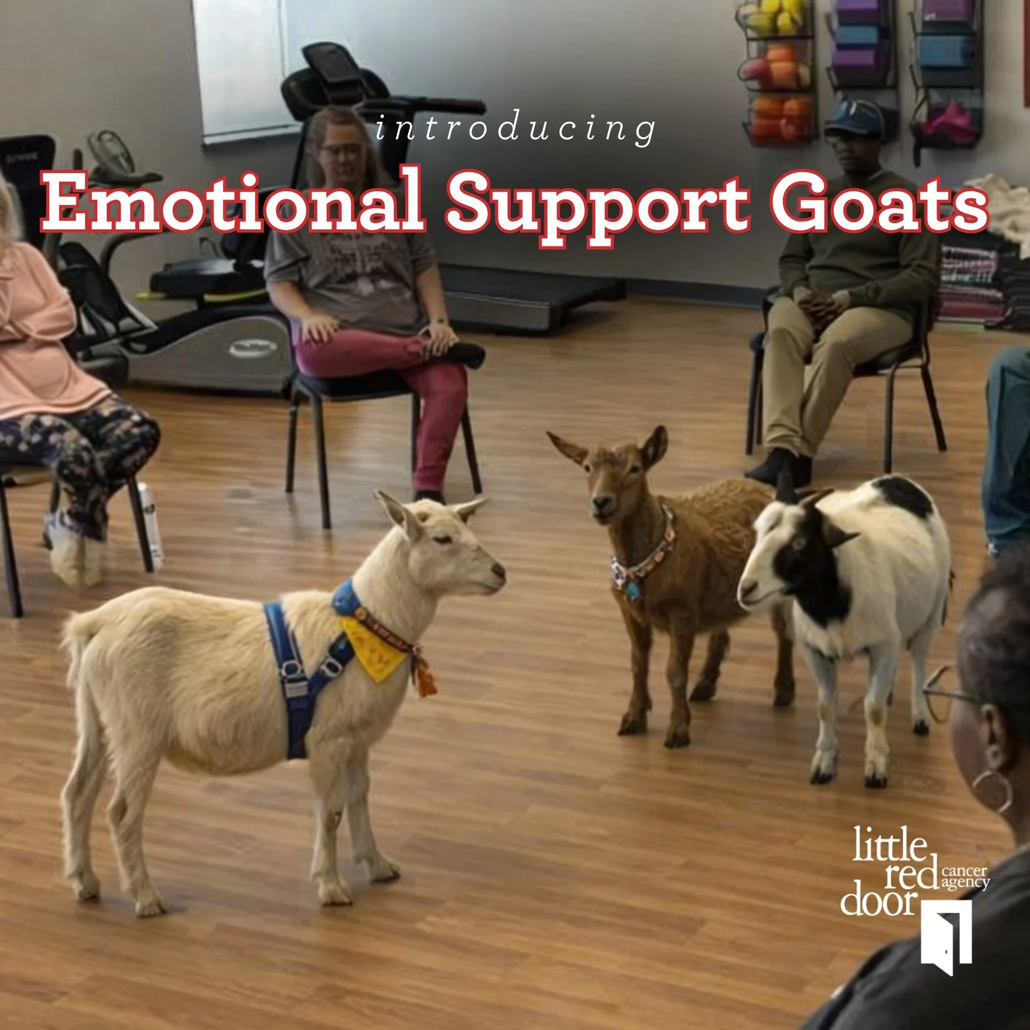 NEW PROGRAM... GOAT YOGA!

A new relaxing yoga glass, featuring emotional support goats! 

April Fool&rsquo;s! 😉

We are just kidding! Don't worry we still have many different yoga classes, and Pet Therapy that you can attend. (Visit our calendar ww