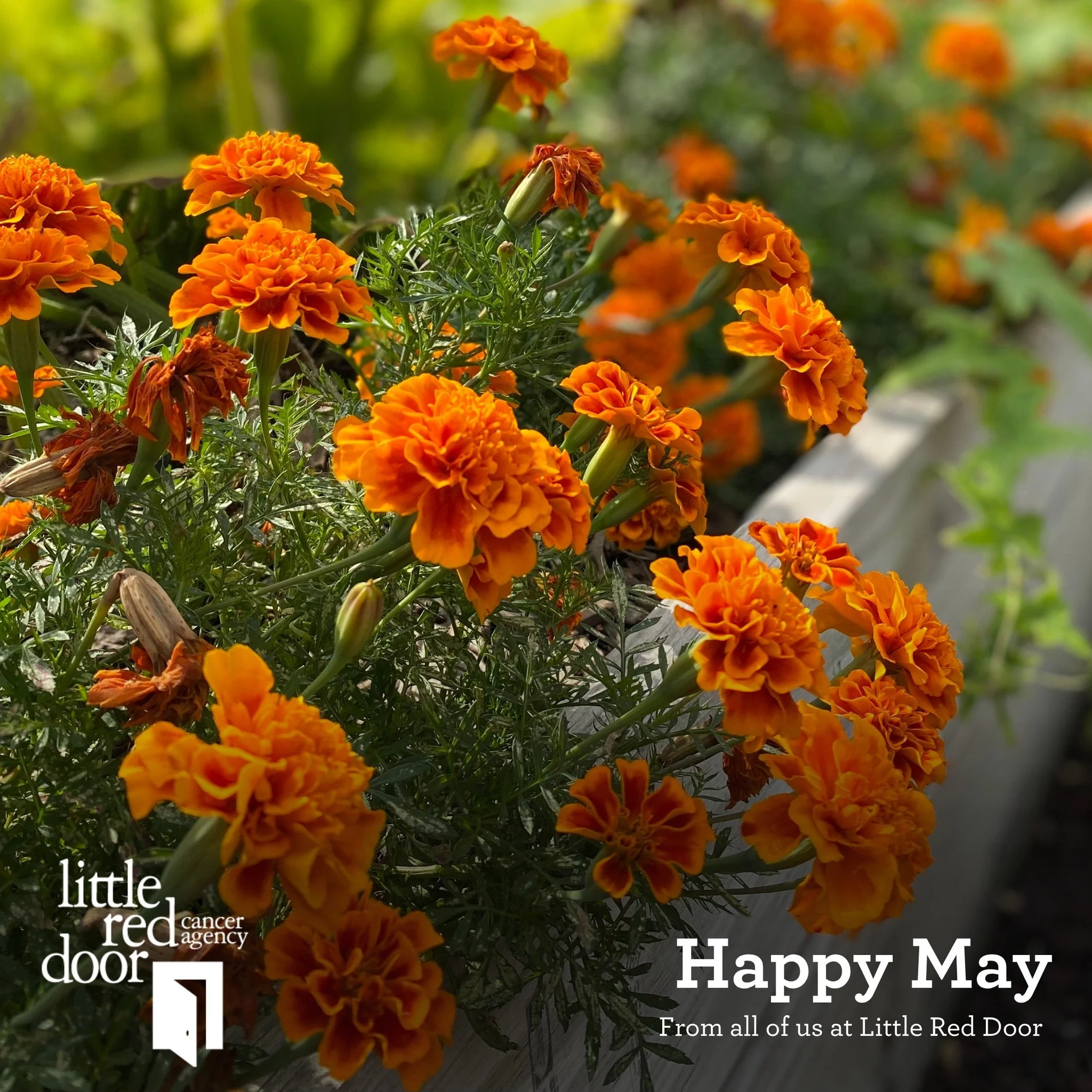 Happy May from all of us here at Little Red Door!

We have a fun month of exciting things planned like Healthy Steps, Eat Well Live Well, Oncology Massage and so much more!

Visit our full calendar to see all of the fun things going on at www.littler