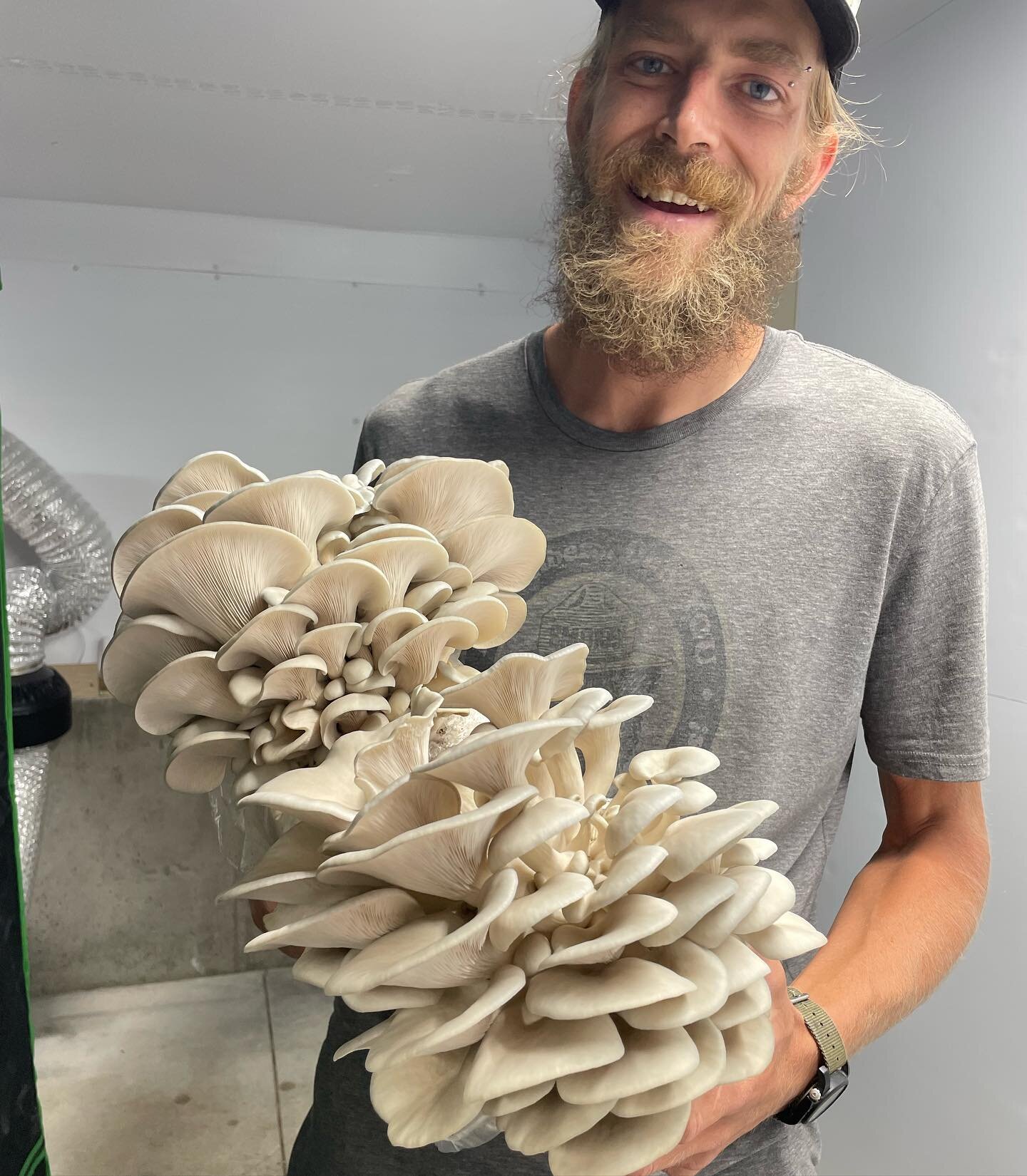 Harvesting big ole&rsquo; blue oyster clusters to pack up for our Durango delivery day tomorrow! 

#colorado #mushrooms #durangocolorado #coloradomushrooms #smallfarm #mycology #oystermushrooms