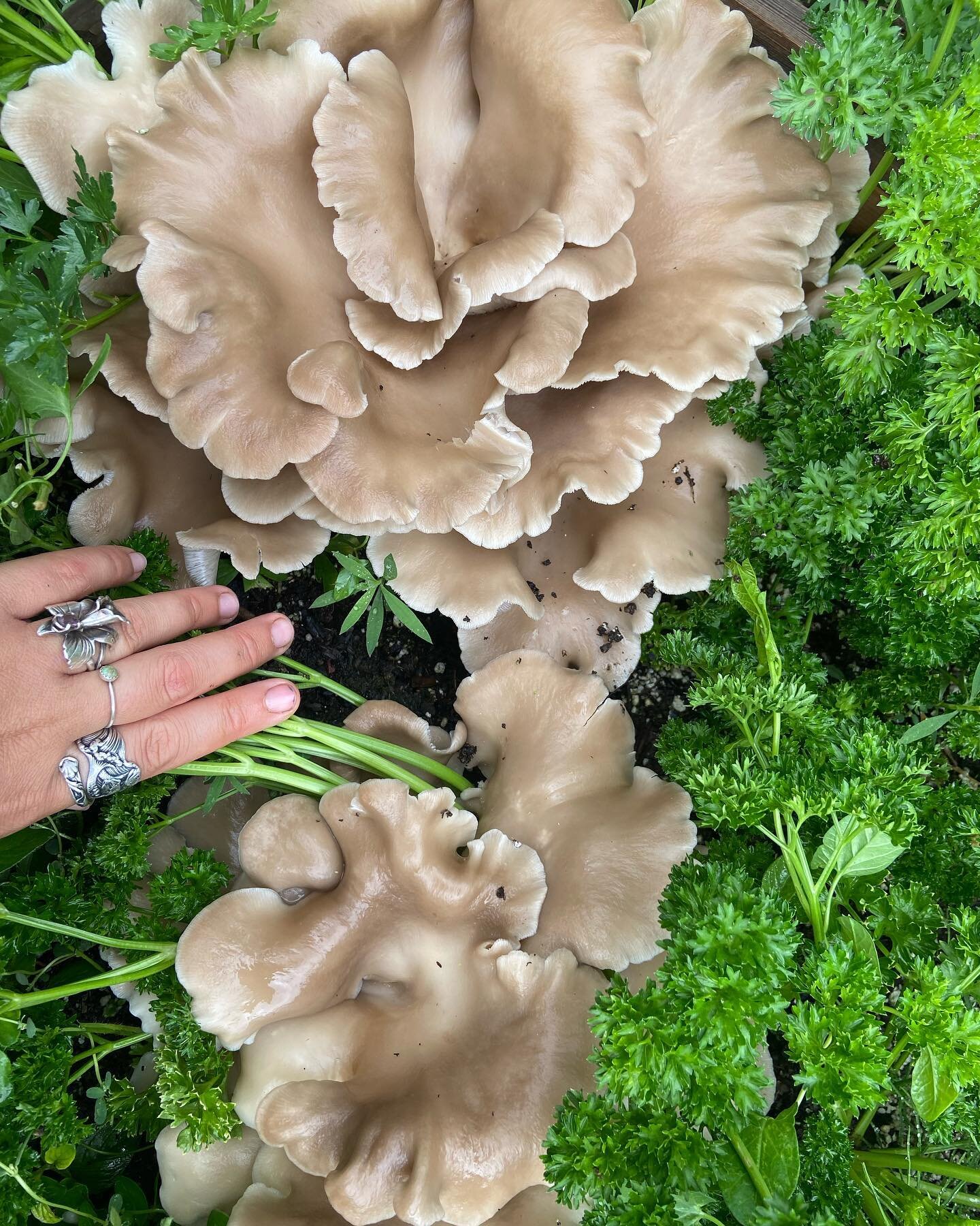 We&rsquo;re all about finding creative ways to deal with waste on the farm. When we&rsquo;re done harvesting from our mushroom fruiting block we will make mushroom compost or break up the blocks and utilize them in our garden beds/field rows. Its so 