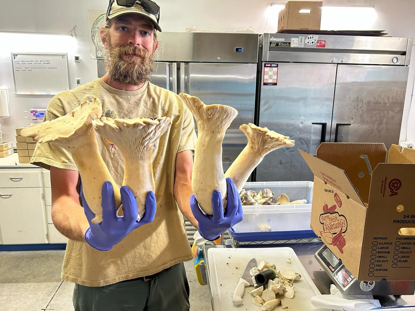 Boxing up wholesale orders today for deliveries tomorrow! These mega King Trumpets are on their way to @theboathouse114 &amp; @elmorotavern! 

#coloradofarm #durangocolorado #coloradomushrooms
