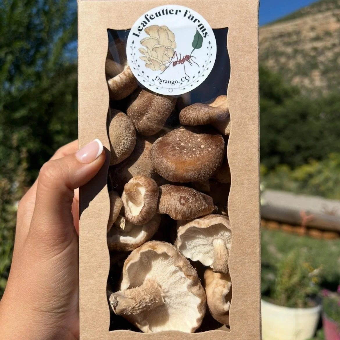 With spring on the horizon and the days getting longer we&rsquo;re getting shiitakes market ready for @durangofarmers in May! Unlike oysters and lions mane that only need a few weeks to colonize these require a couple of months so planning is key!!