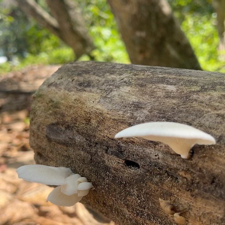 We&rsquo;re back from our honeymoon (few days later than expected) but feeling extra grateful for an incredible trip💗 of course on our first day there we found oyster mushrooms on a log by the beach entrance 🦋🥰 We will be getting back to emails &a