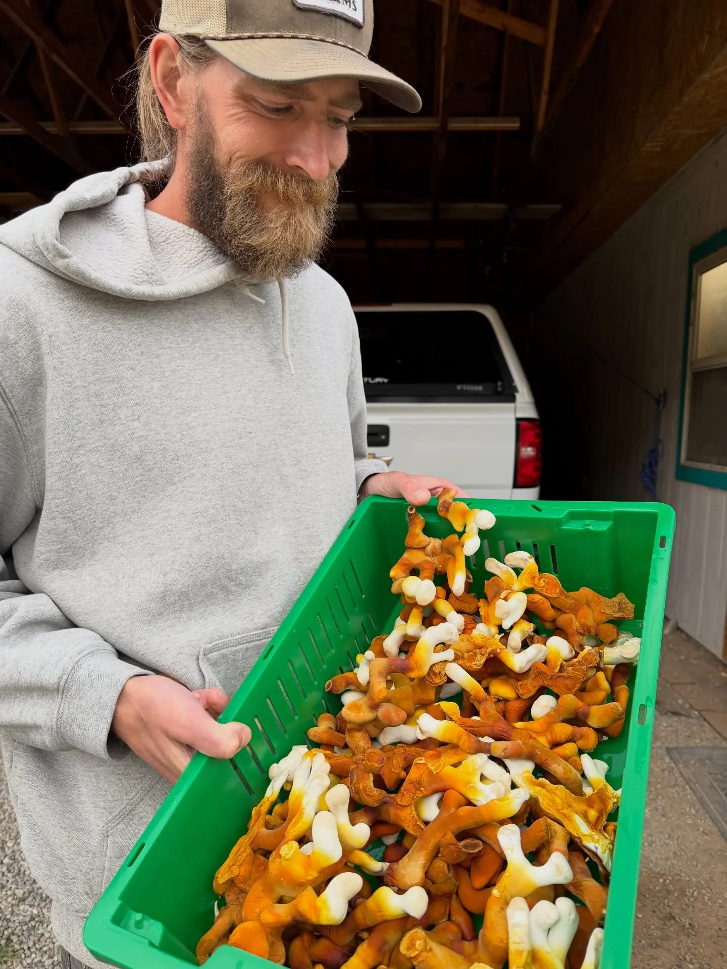 We&rsquo;ve been growing antler reishi this winter and it&rsquo;s finally time to harvest this beautiful batch! Reishi is known as the &ldquo;mushroom of immortality&rdquo; - and it has a pretty impressive list of health benefits!! 
&bull; Supports i