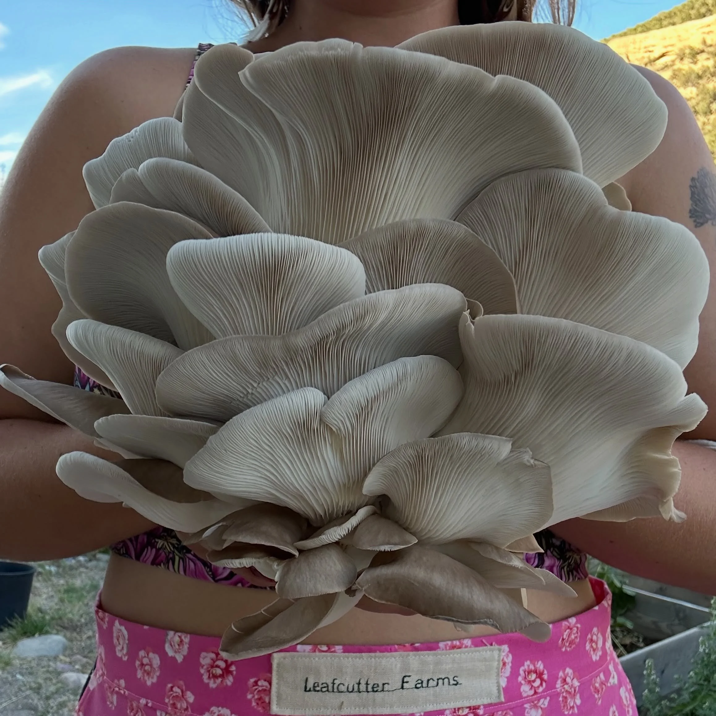We will be back at the TBK Bank lot tomorrow for the @durangofarmers! We will be bringing a ton of delicious fresh mushrooms &amp; mushroom goodies like our fan favorite tinctures, umami seasoning, &amp; mushroom grow kits💓✨
Come stock up for the we