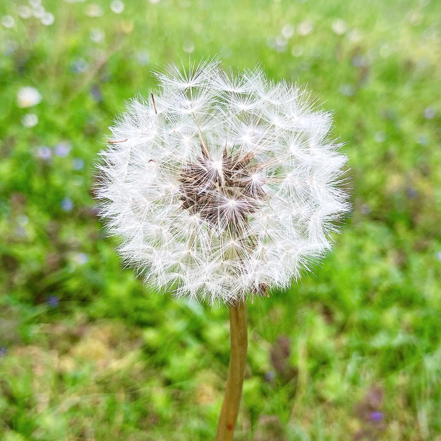 There is something so beautiful about an early morning dandelion clock, with it&rsquo;s perfect sphere and delicate seeds, before the wind captures them and lifts them away #dandelionclock #springnature #delicate #printinspiration #naturalworld #bath