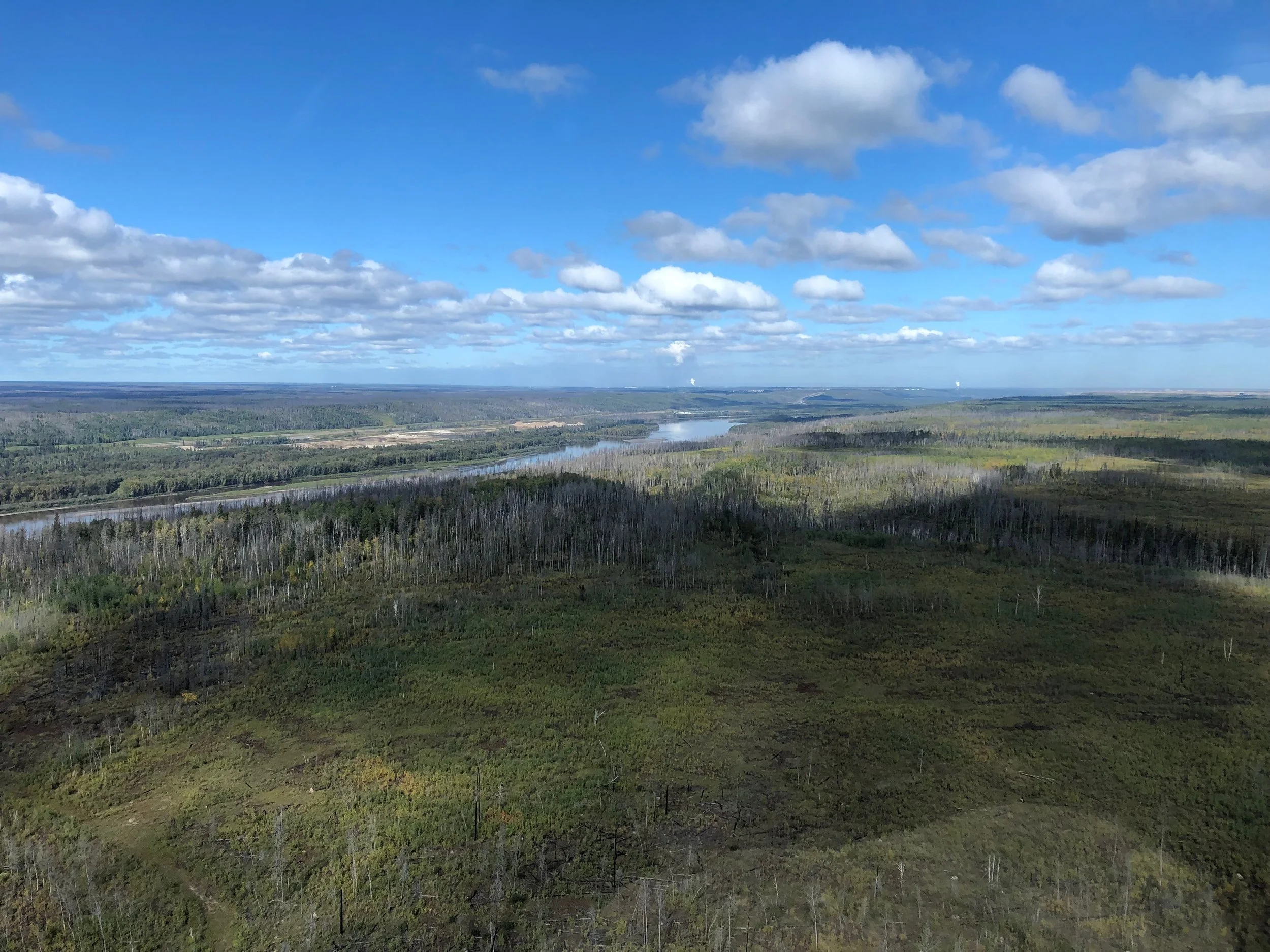 A view of one of Alberta's many forests.
