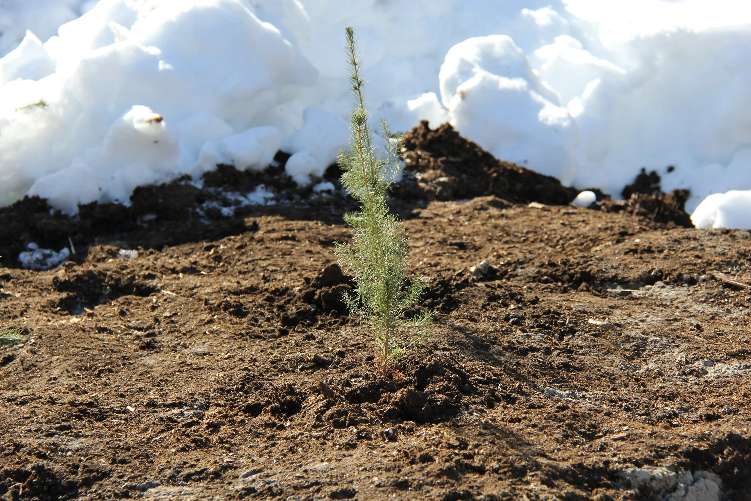 tree seedling, tree sapling
